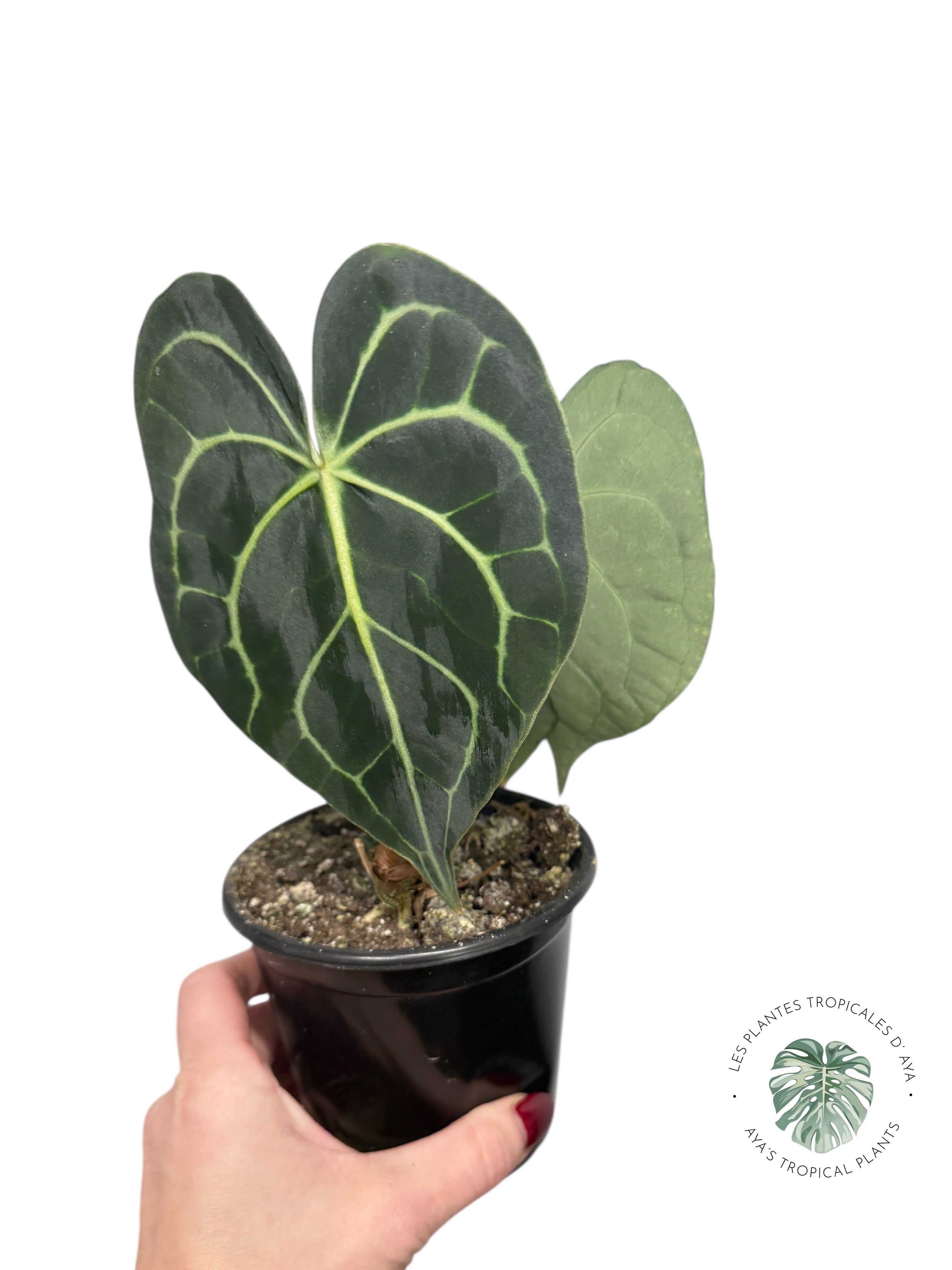 Anthurium Magnificum x Crystallinum | Aroïde | Le plan tropical d'Aya