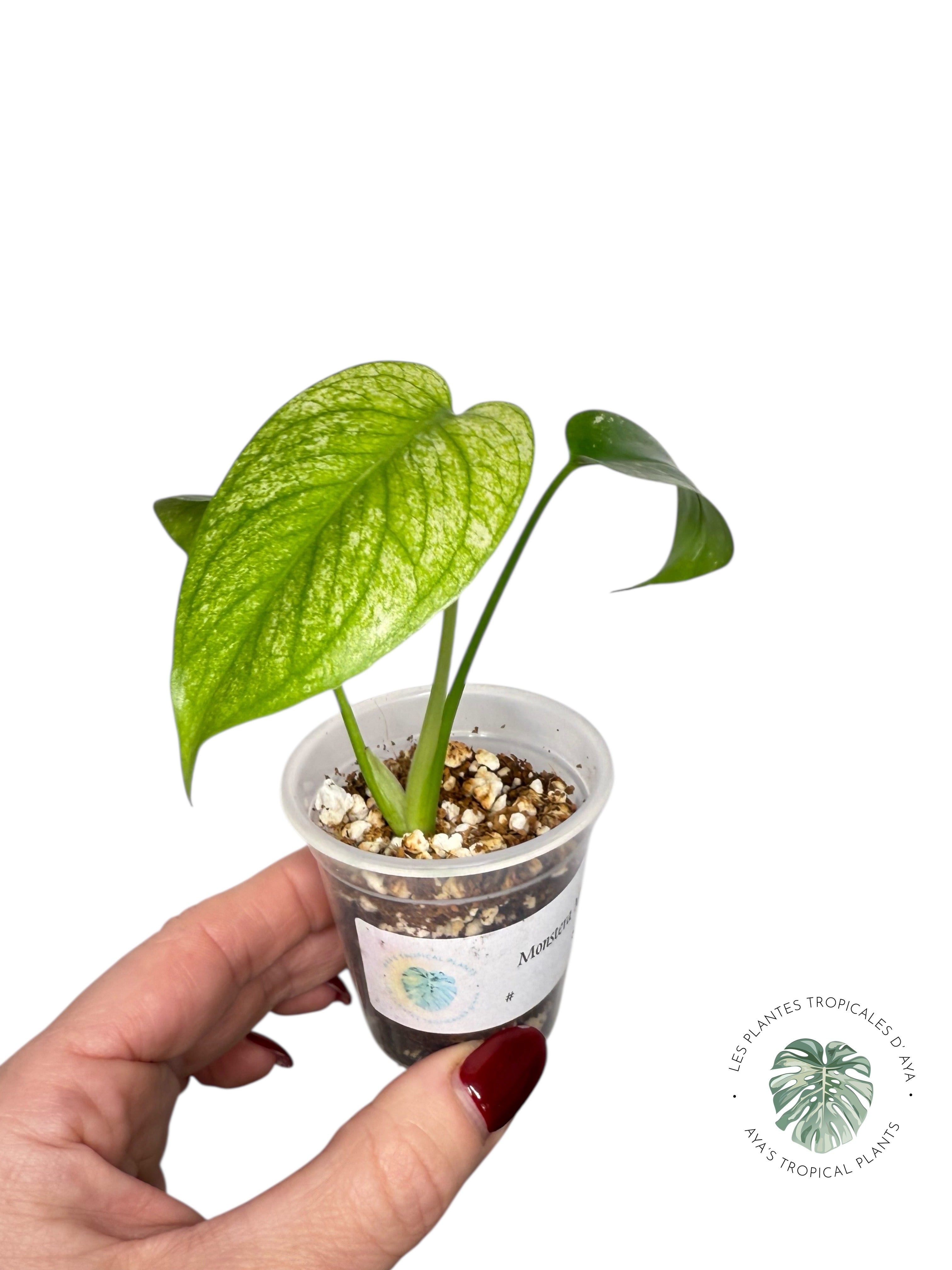 Monstera Mint| Rare TC Plant | Aya's Tropical Plants