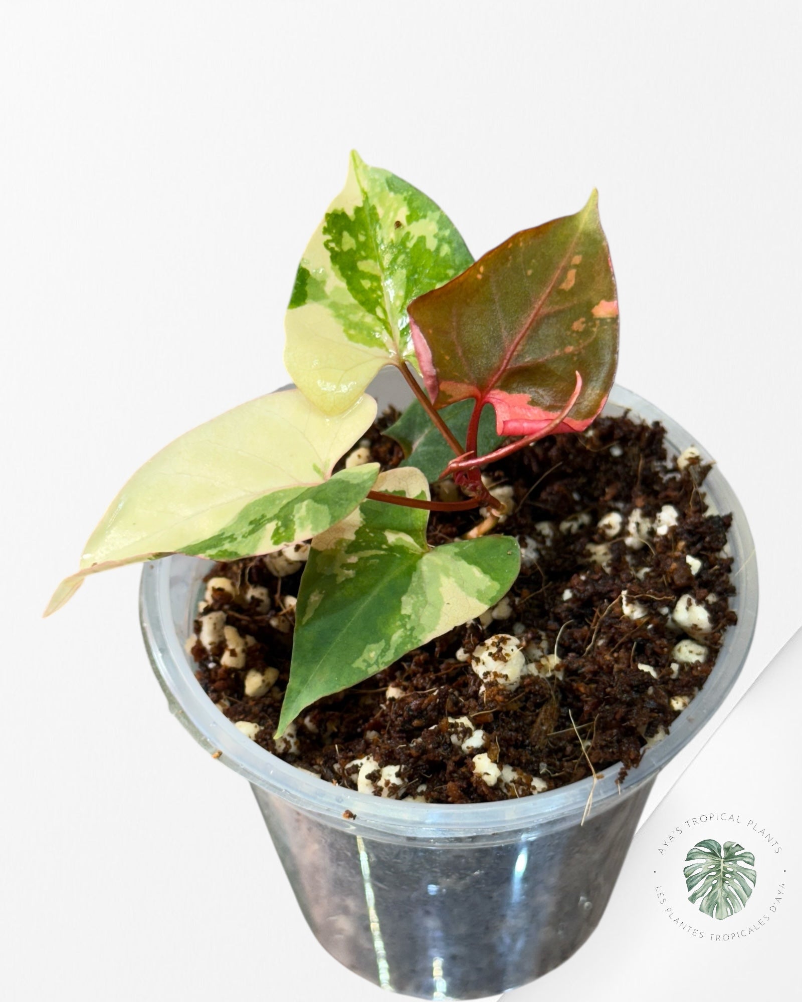 Fallopia multiflora Variegated - 24I