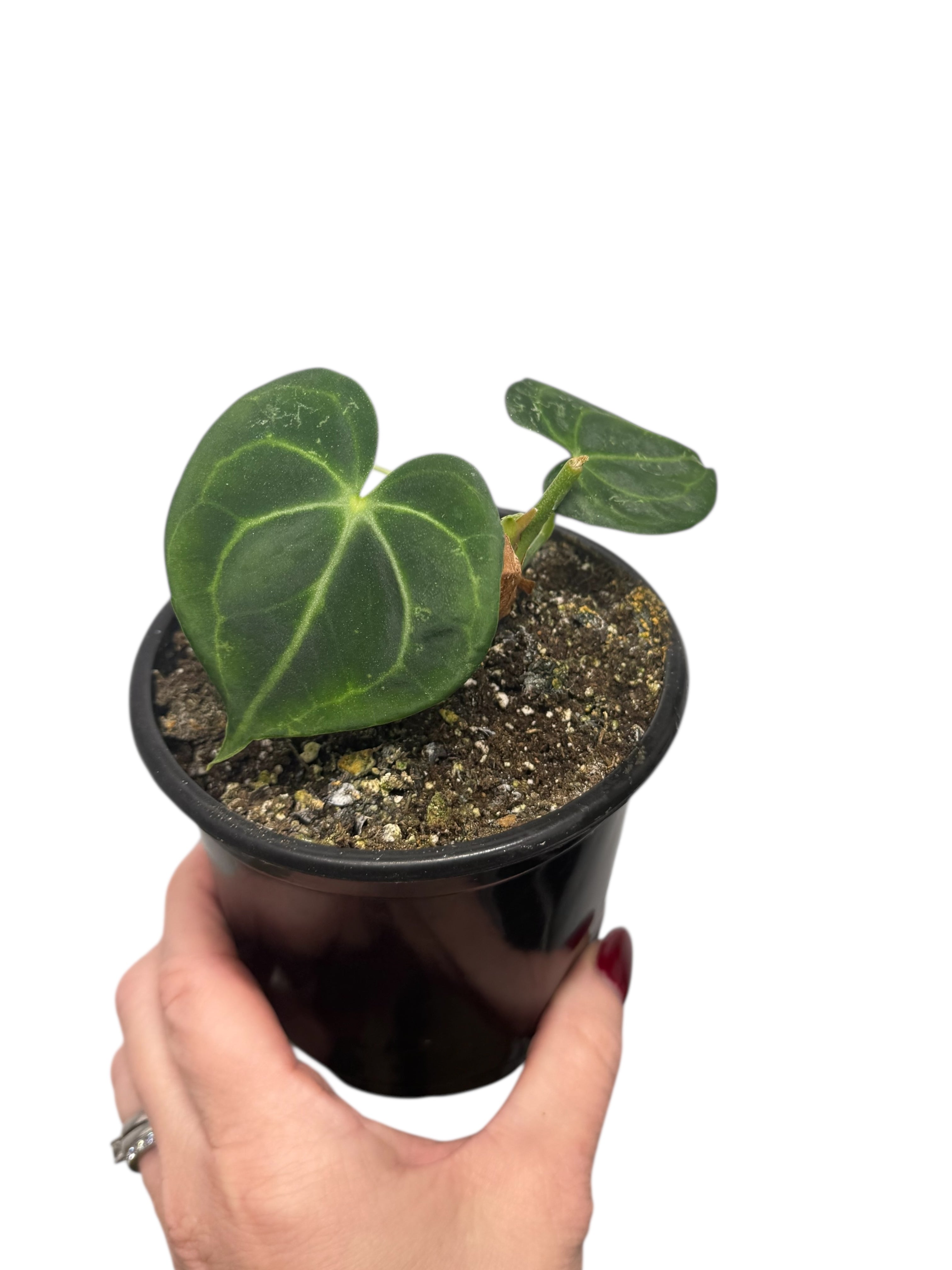 Anthurium Magnificum x Crystallinum | Aroïde | Le plan tropical d'Aya