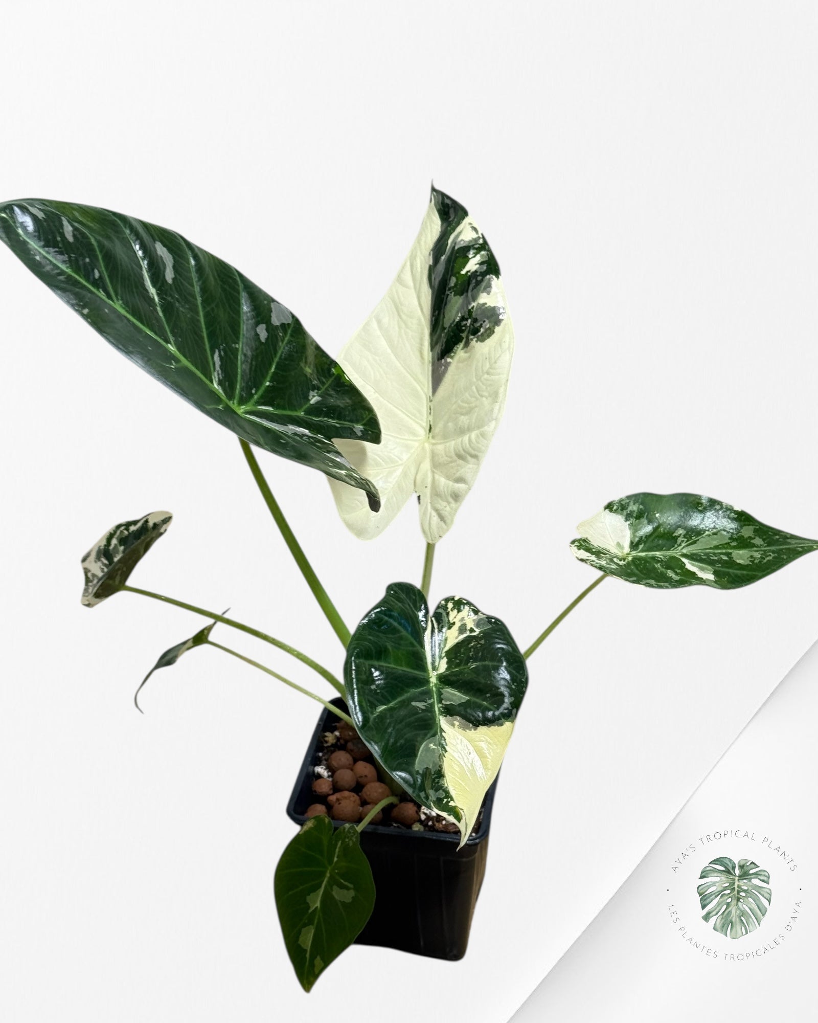 Alocasia Regal Shield Albo