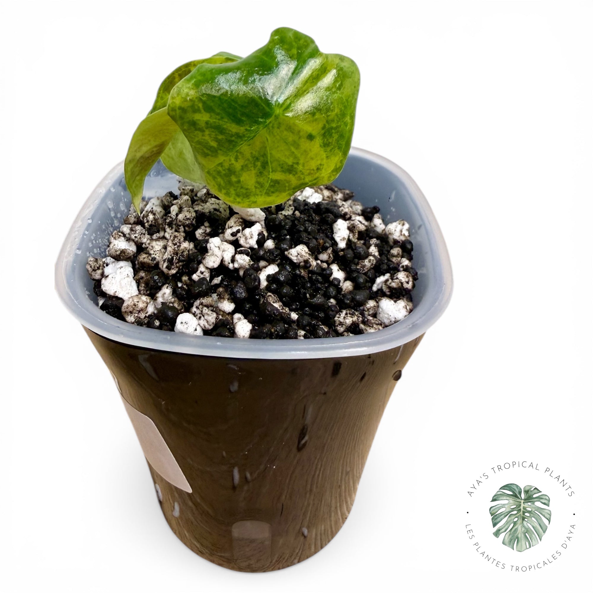 Alocasia suhirmaniana Aurea