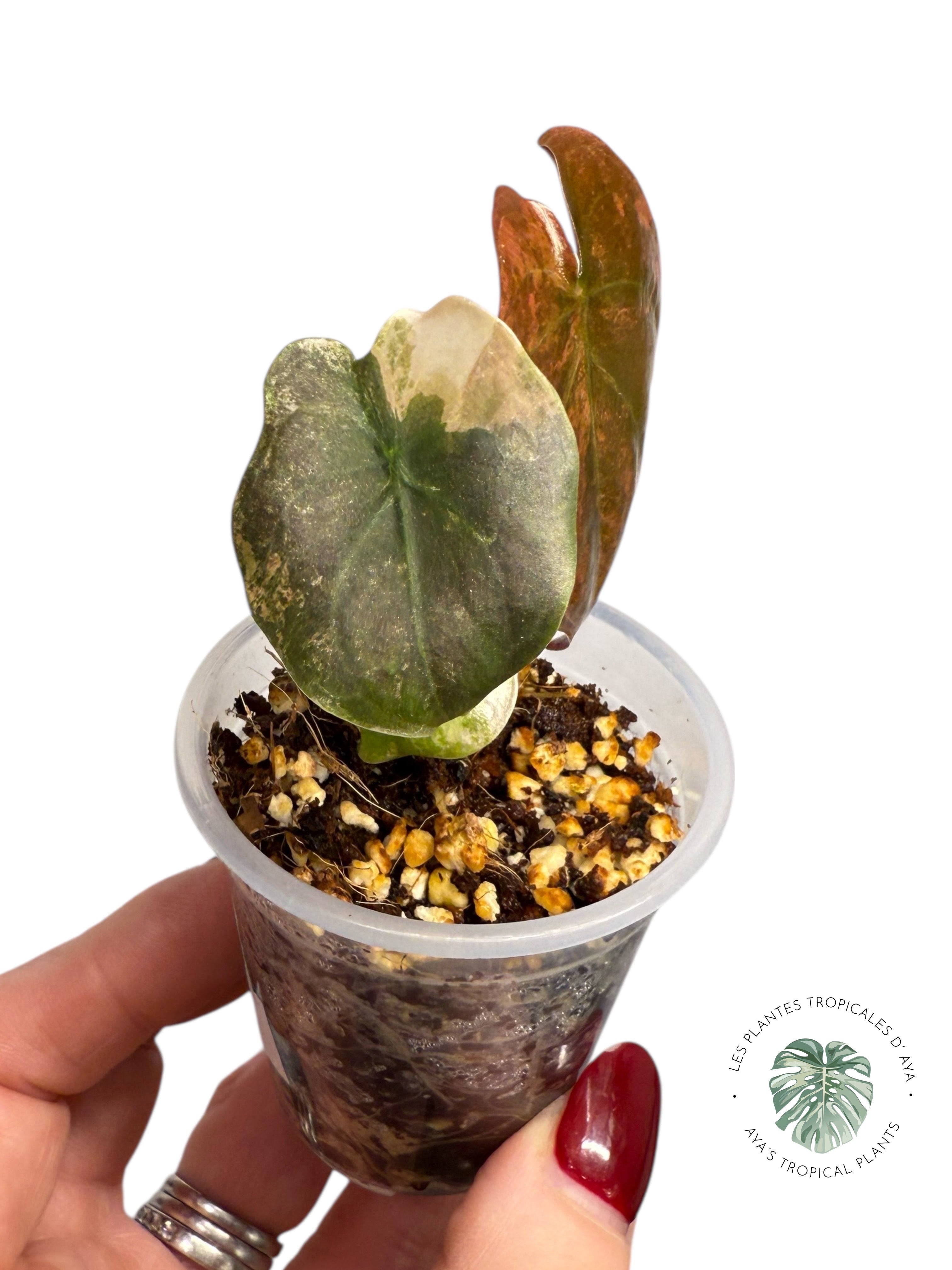 Alocasia Cuprea Golden Latte variegated | Rare TC Plant| Aya's Tropical Plants