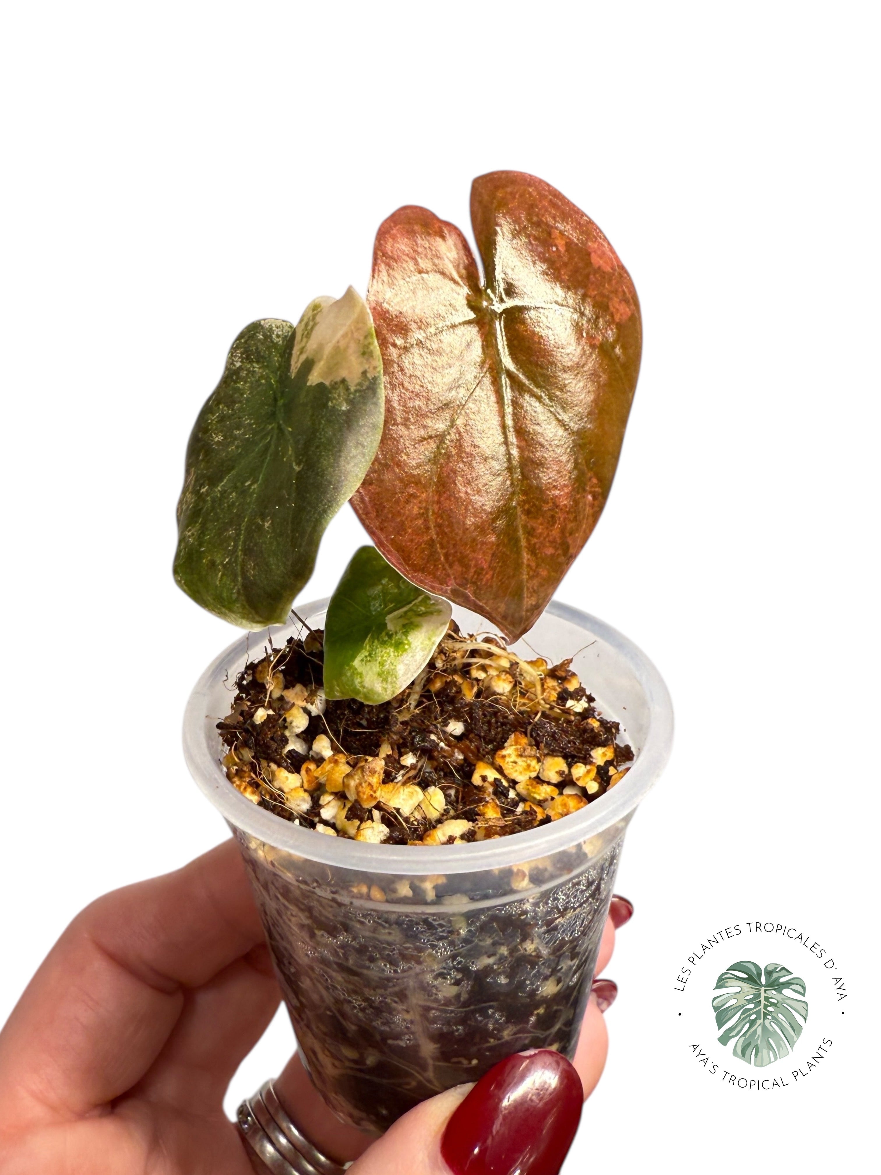 Alocasia Cuprea Golden Latte variegated | Rare TC Plant| Aya's Tropical Plants