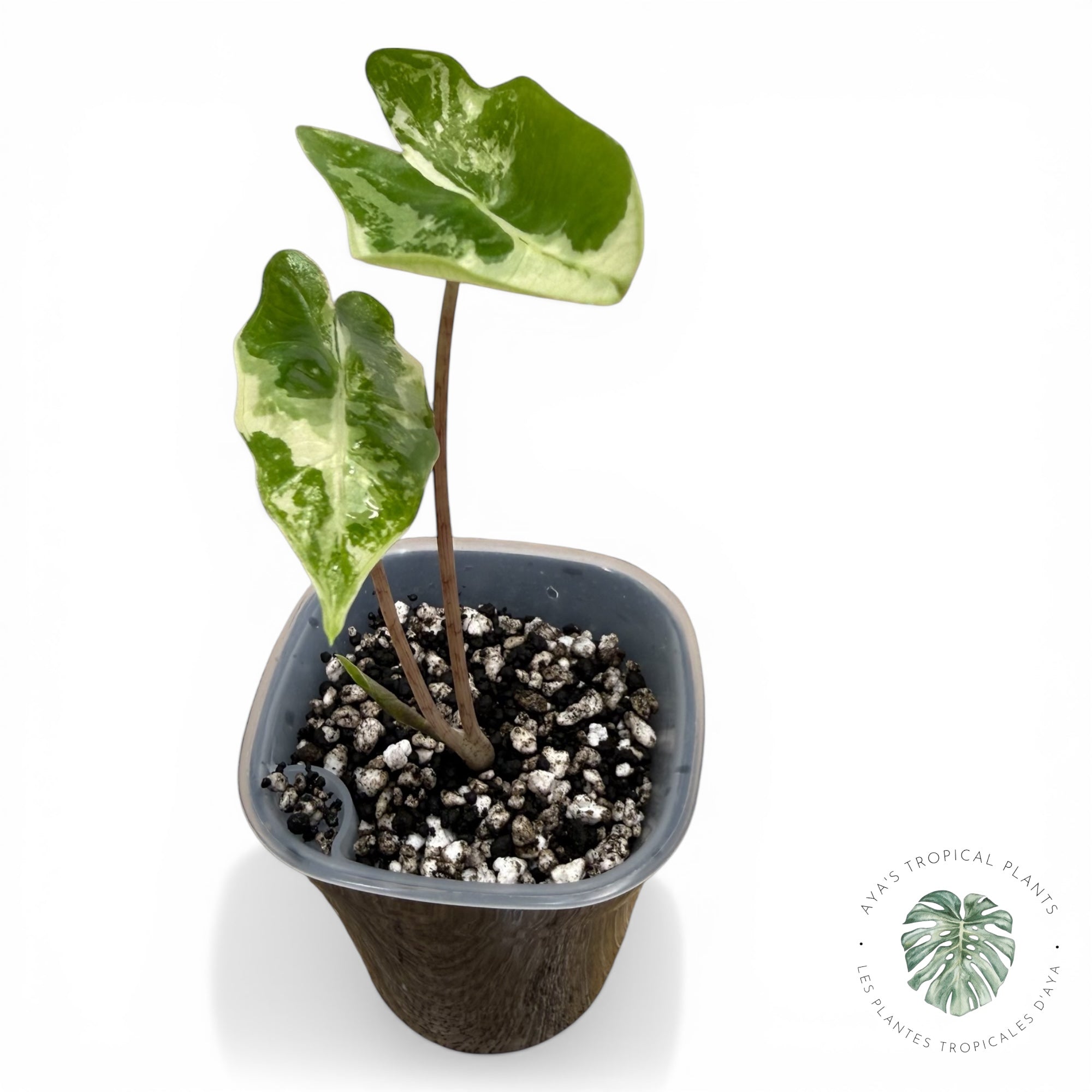 Alocasia Pseudo-Sanderiana Pink Variegatedw