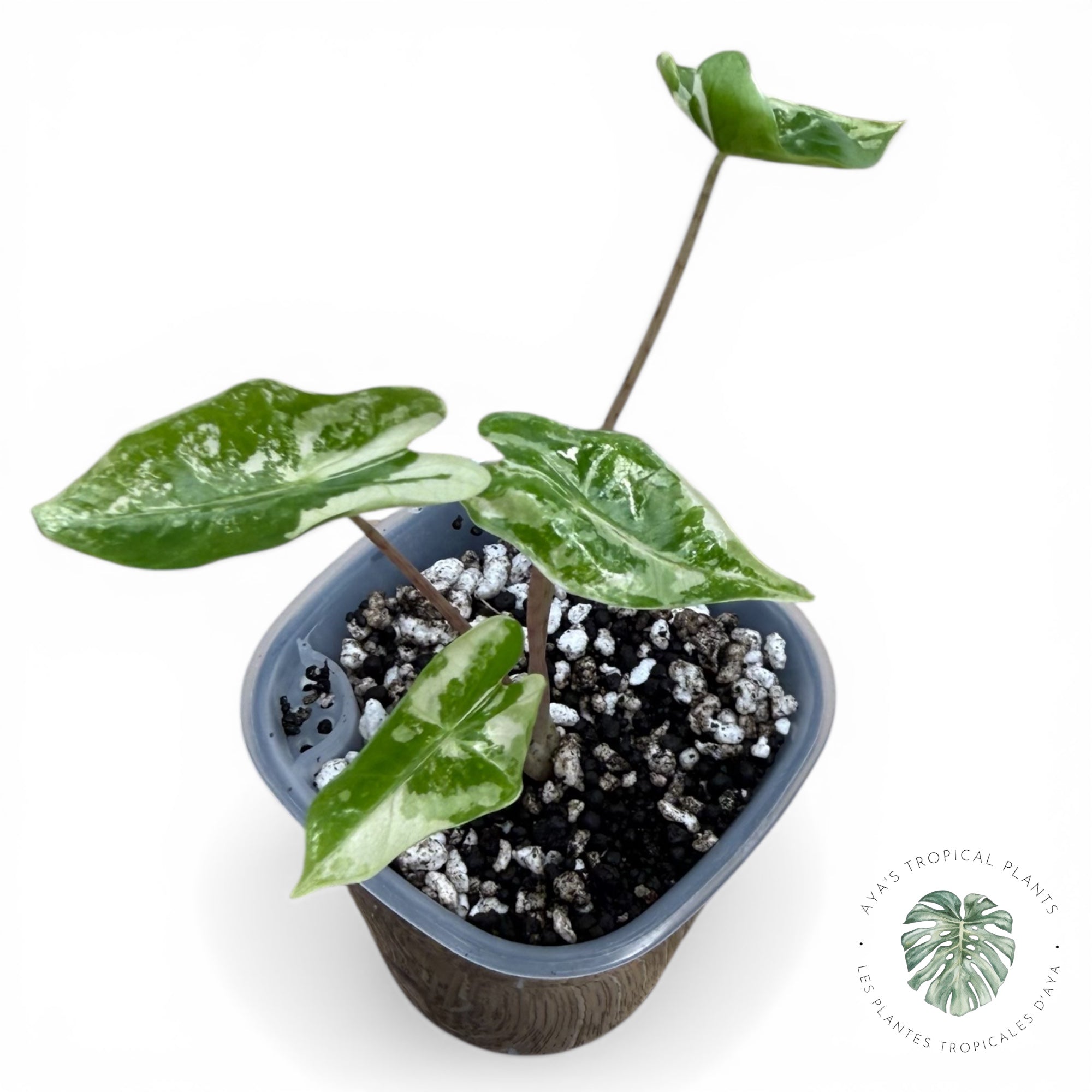 Alocasia Pseudo-Sanderiana Pink Variegated