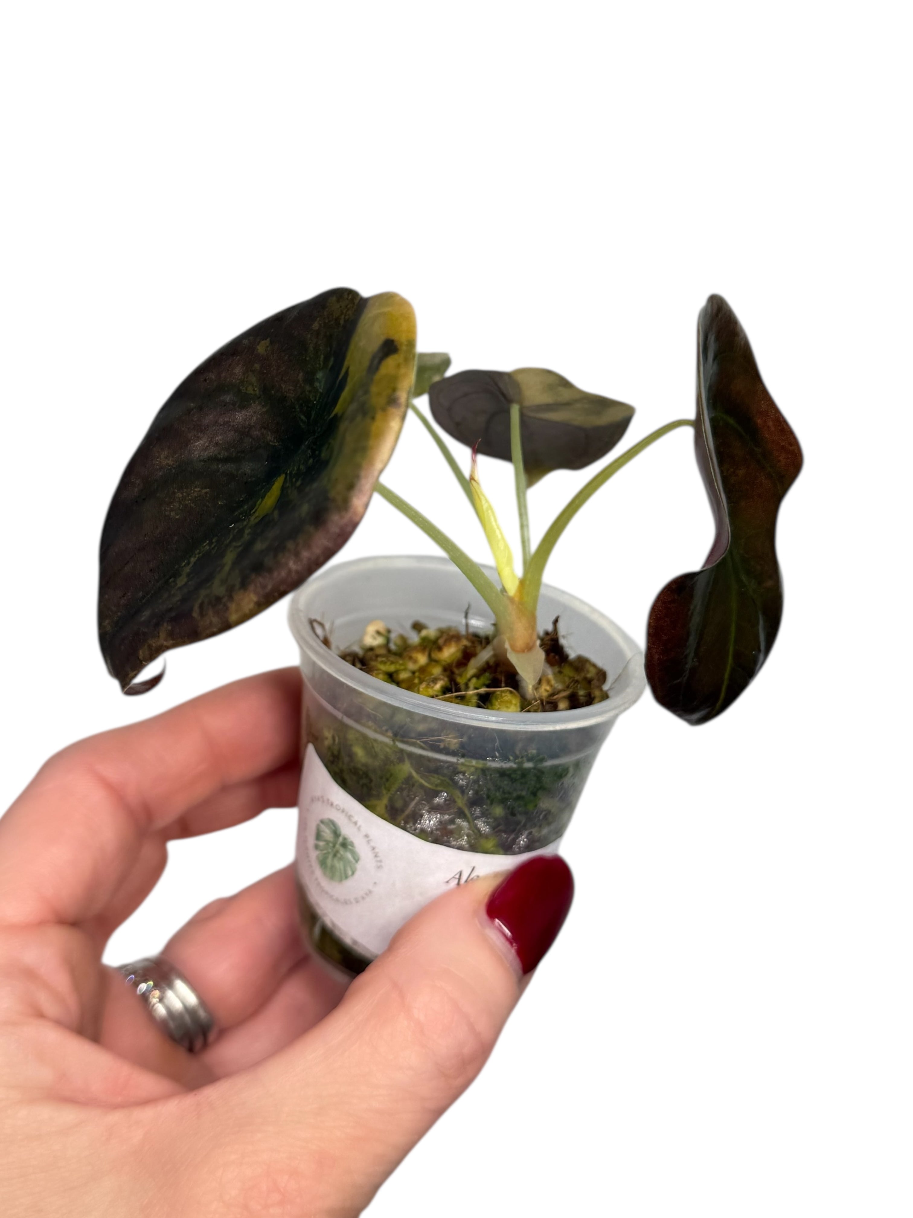 Alocasia Cuprea Golden Latte variegated | Rare TC Plant| Aya's Tropical Plants