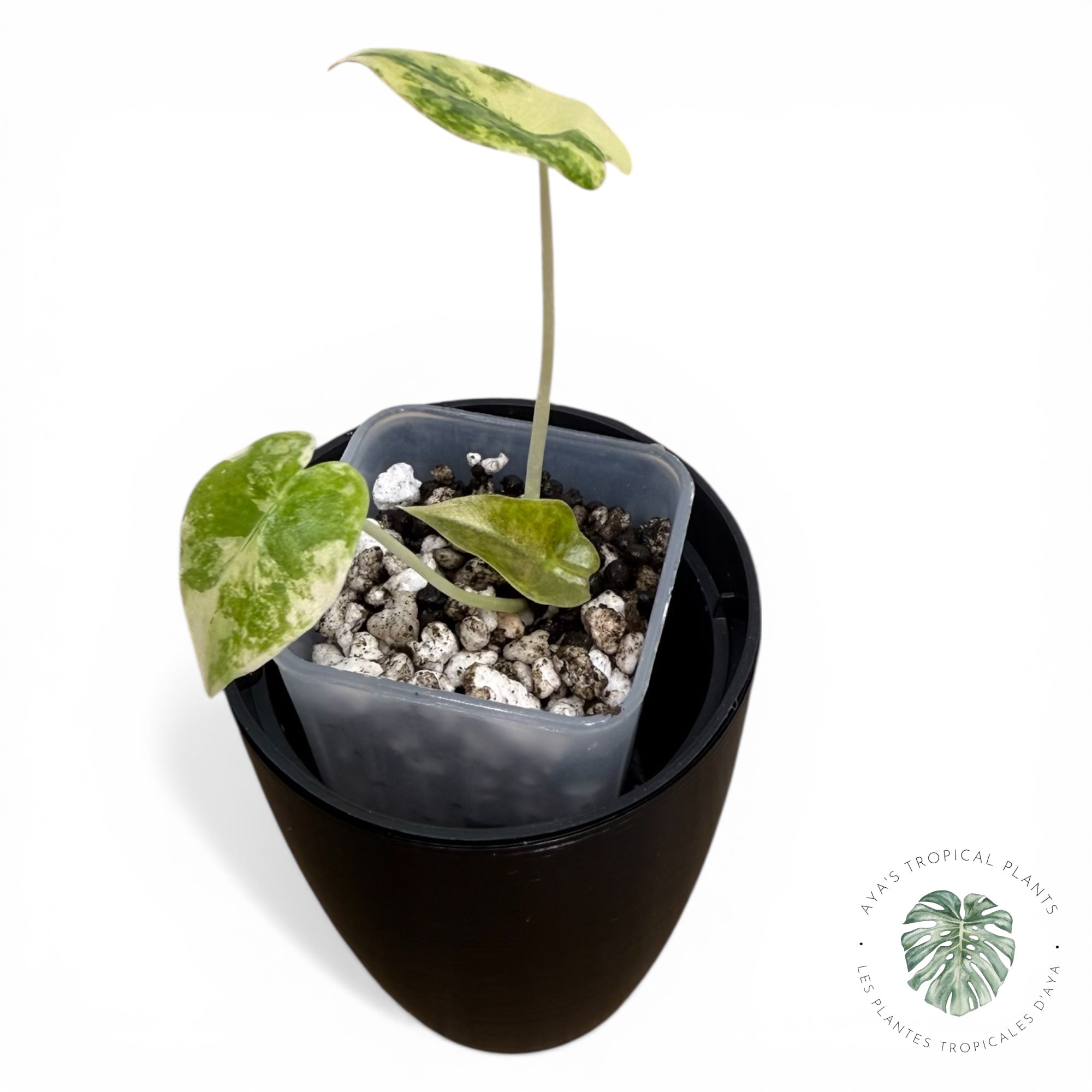 Alocasia Sedenii Aurea Variegated