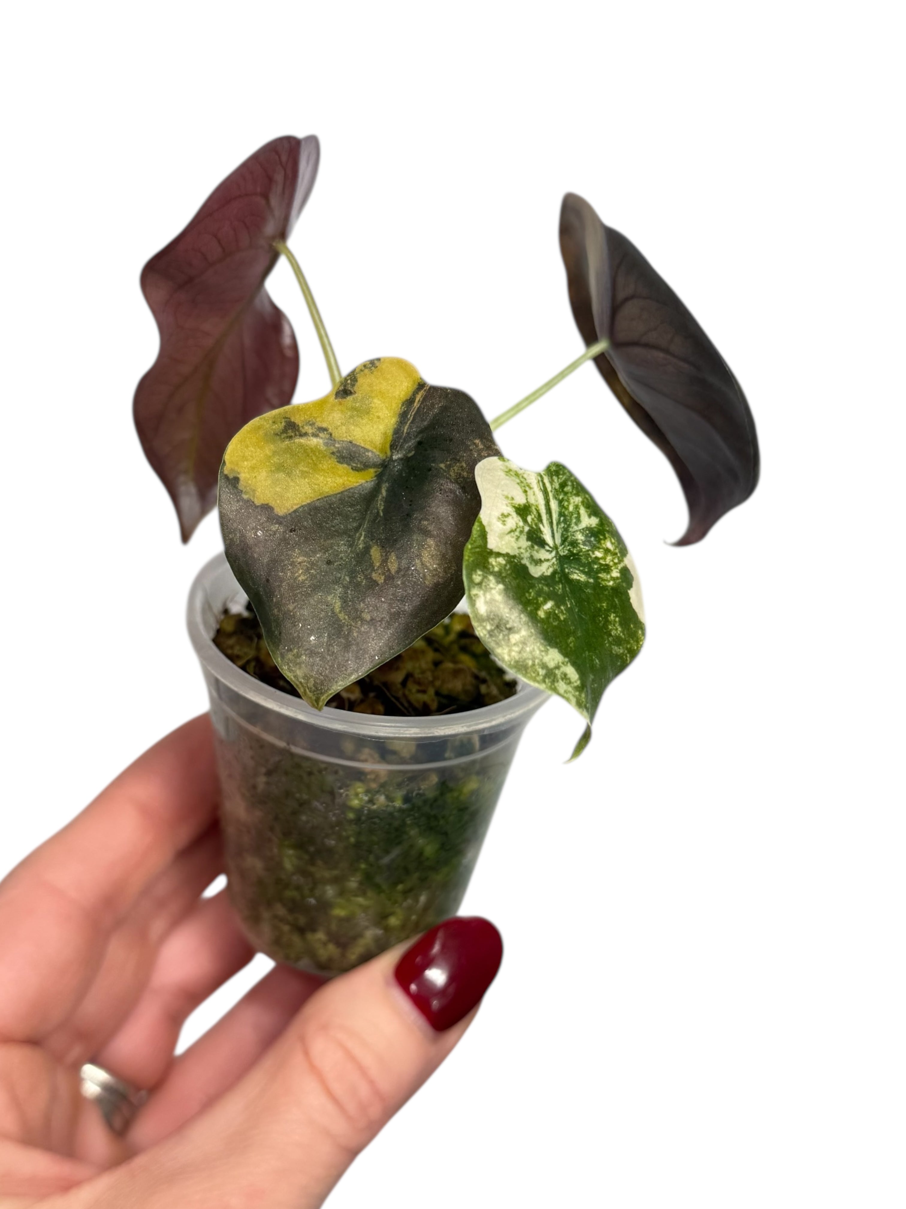 Alocasia Cuprea Golden Latte variegated | Rare TC Plant| Aya's Tropical Plants