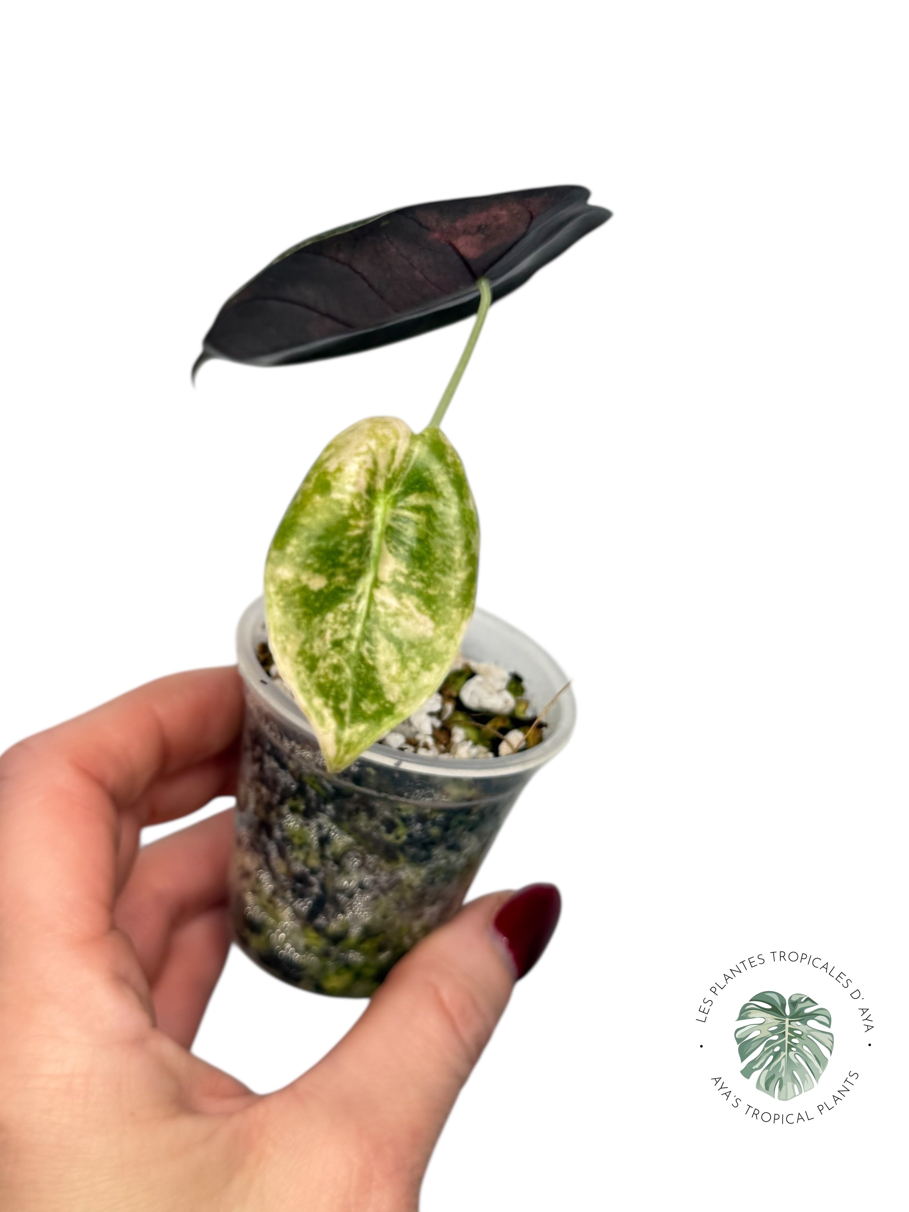 Alocasia Sedenii Aurea panachée| Plante TC rare| Les plantes tropicales d'Aya