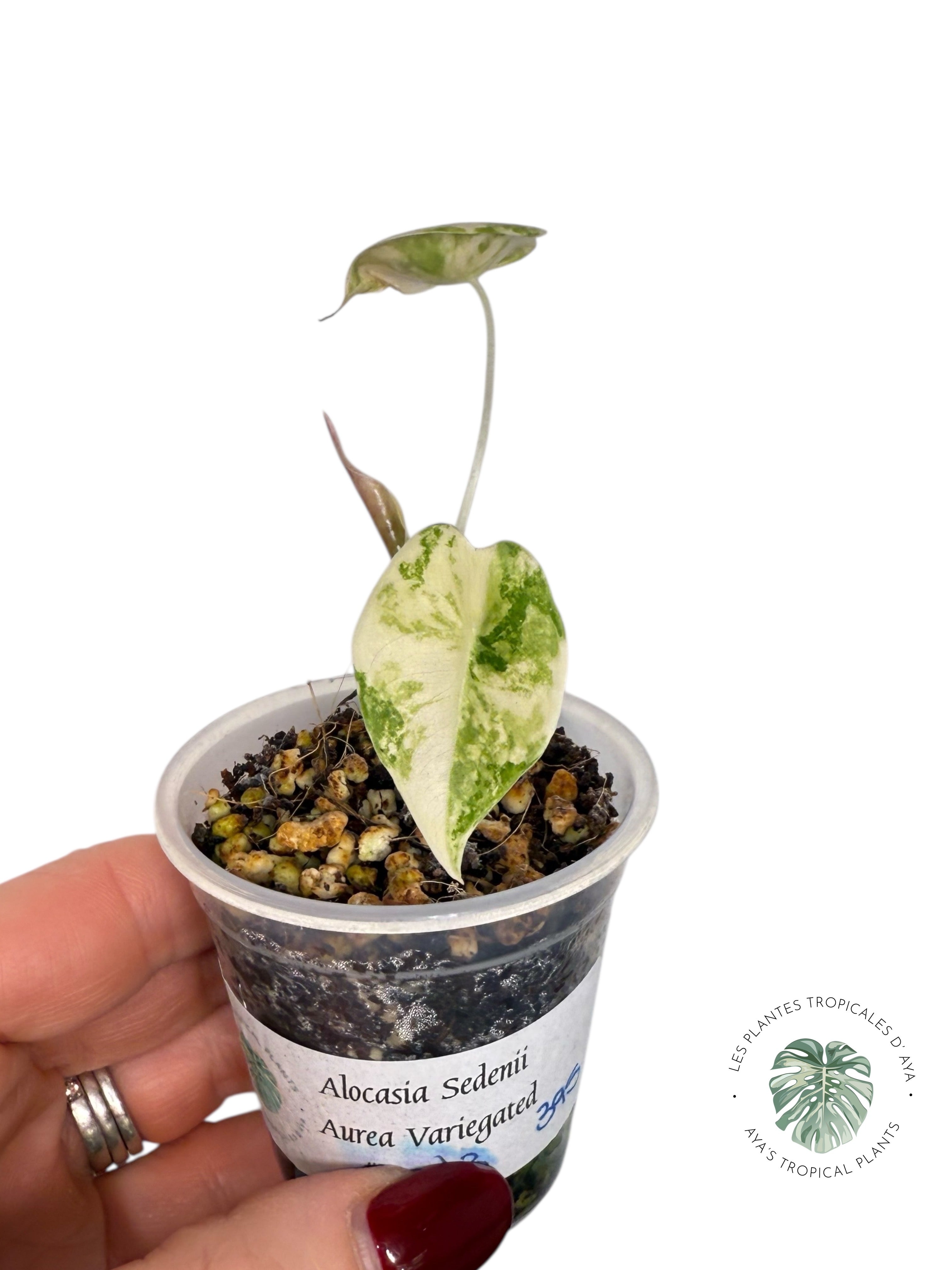 Alocasia Sedenii Variegated Aurea| Rare TC Plant| Aya's Tropical Plants