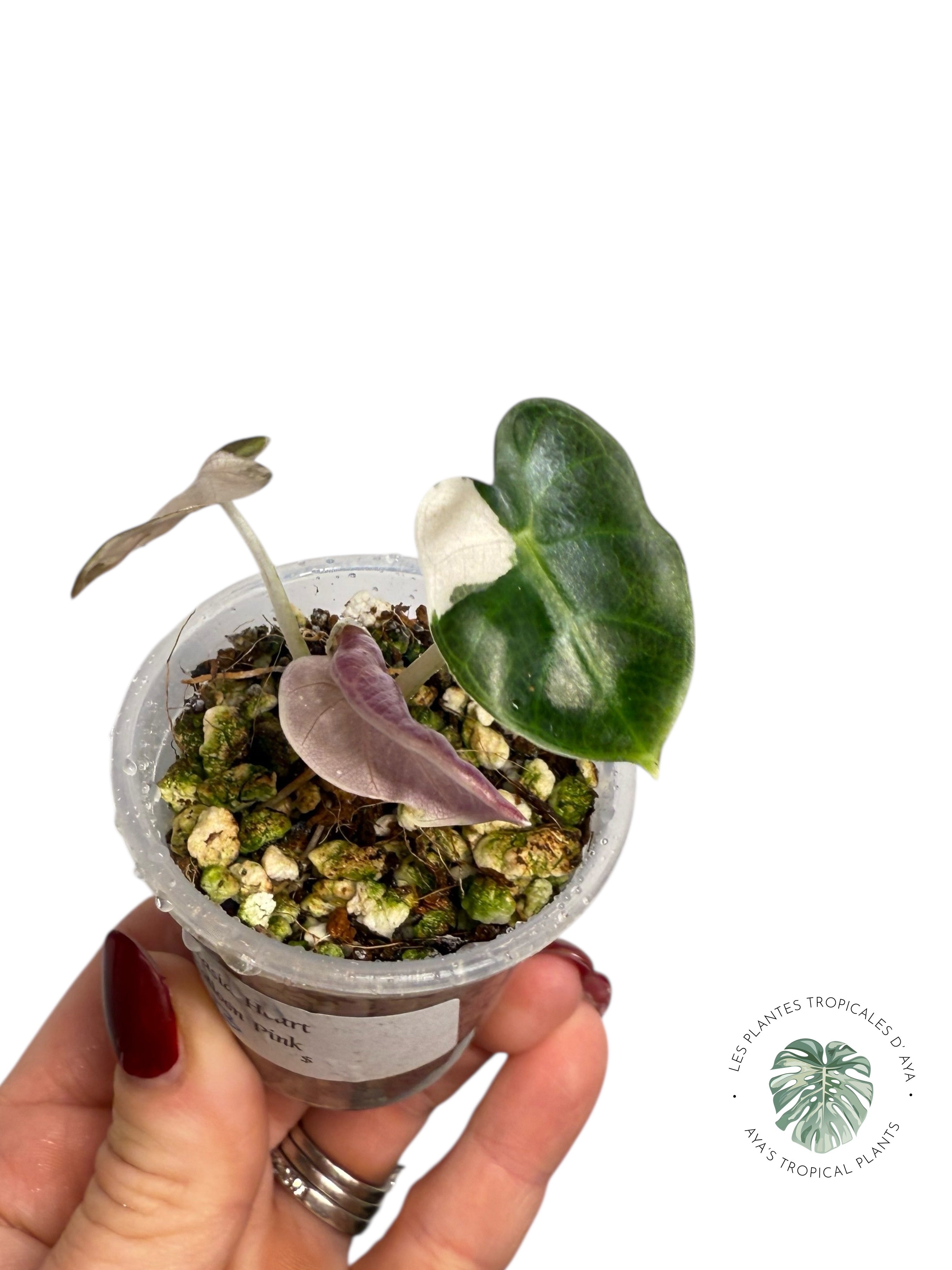Alocasia Heart Balloon Pink variegated| Rare TC Plant| Aya's Tropical Plants