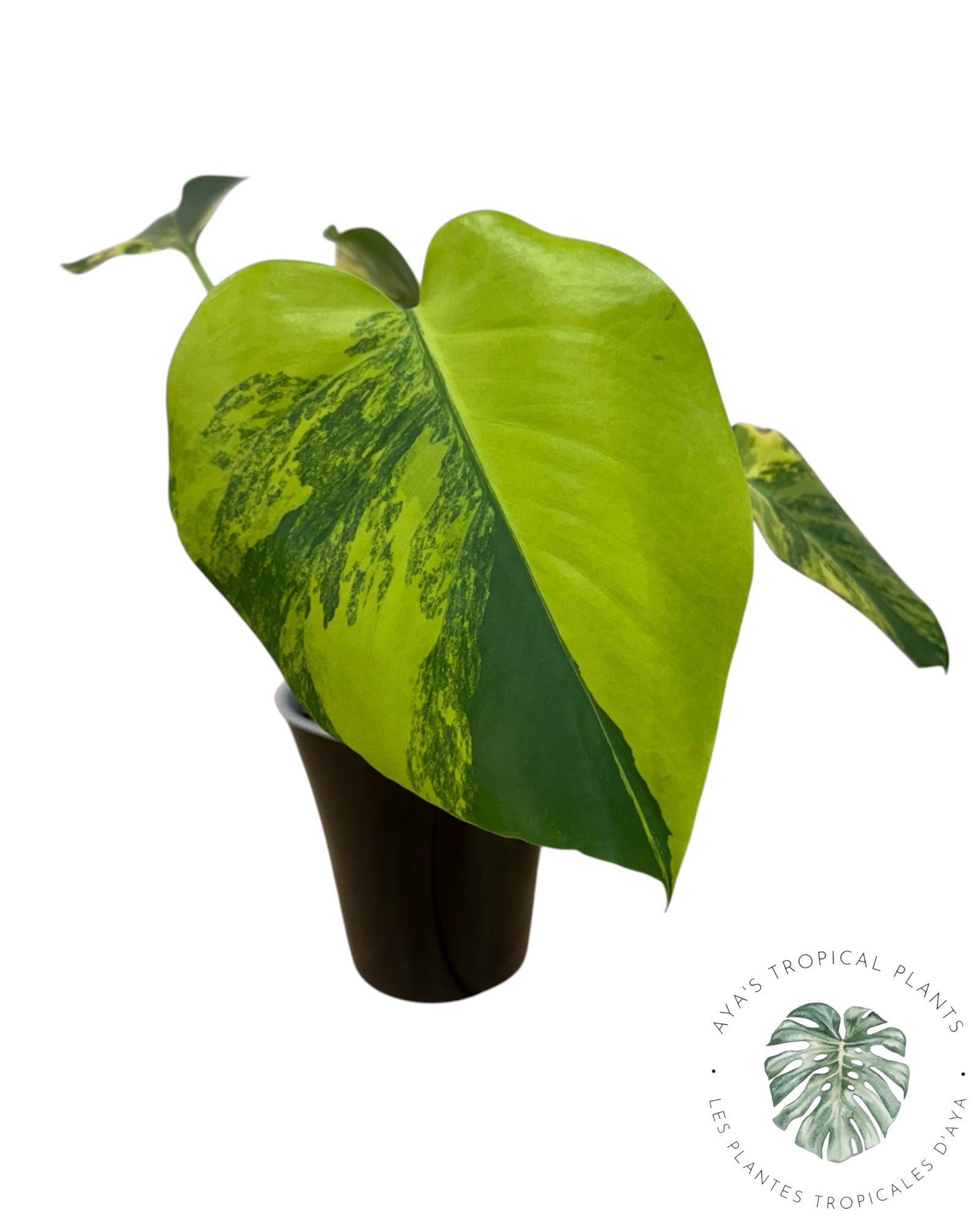 Monstera Deliciosa Pom Pom