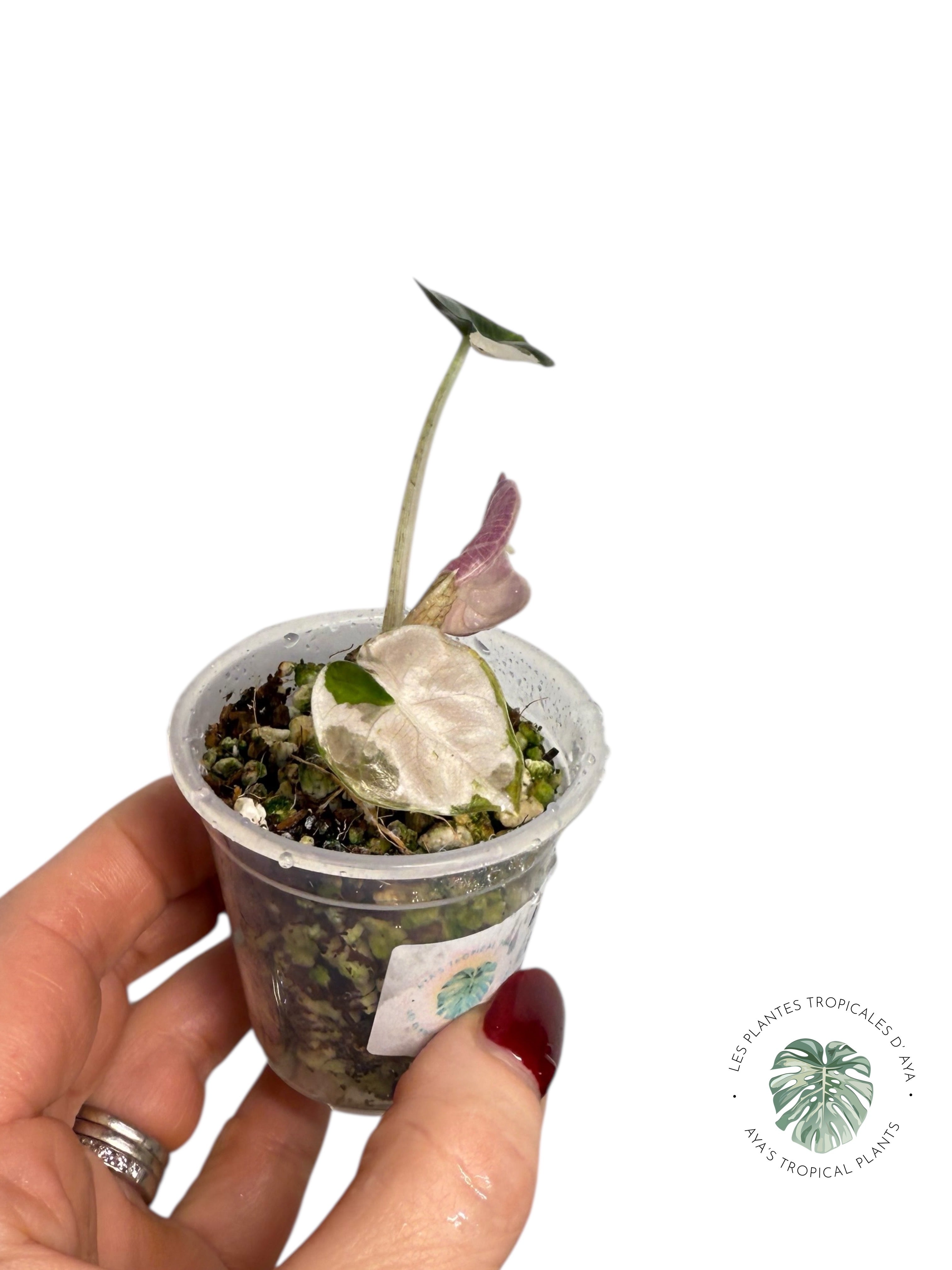 Alocasia Heart Balloon Pink variegated| Rare TC Plant| Aya's Tropical Plants