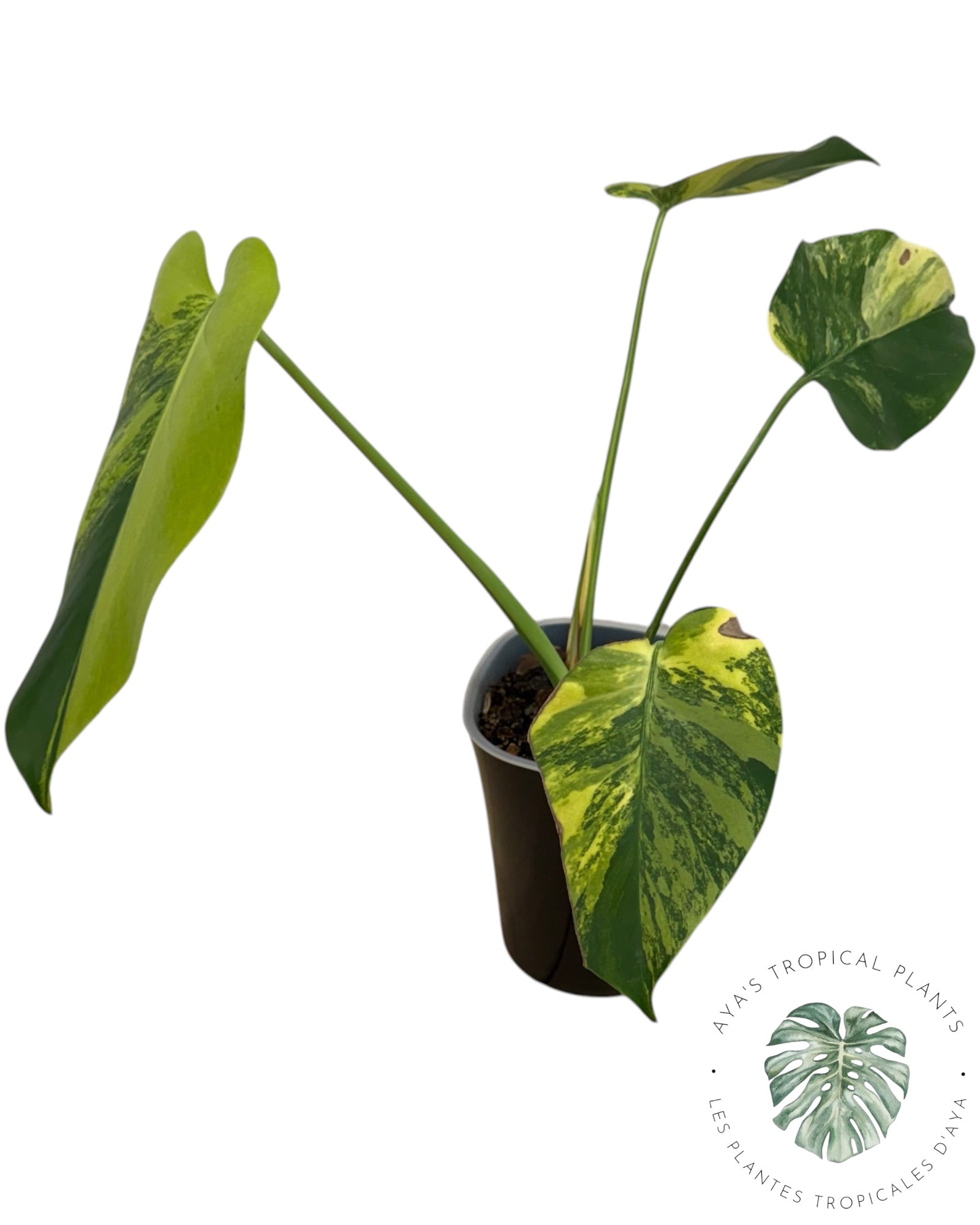Monstera Deliciosa Pom Pom