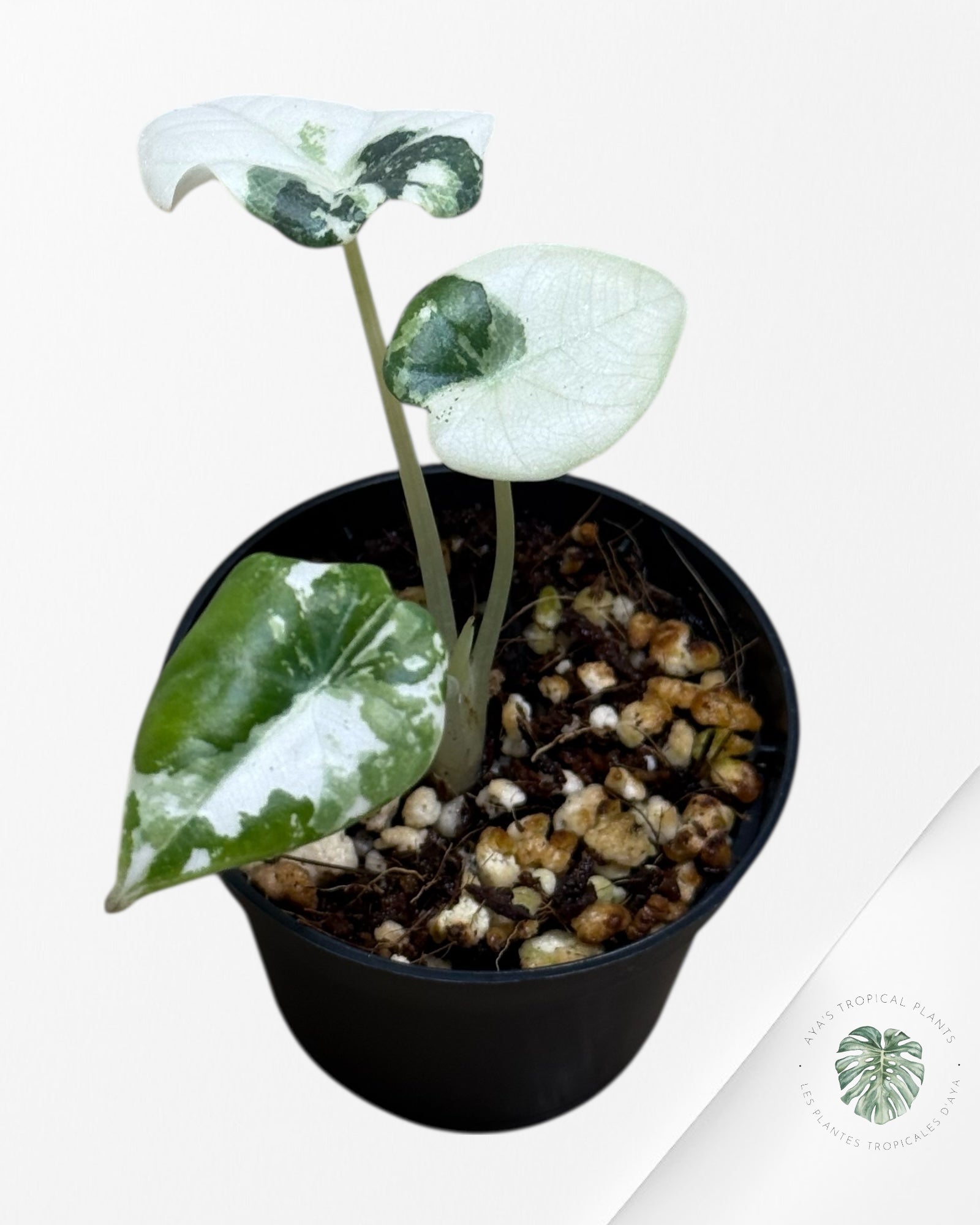 Alocasia Maharani Variegated- TC1