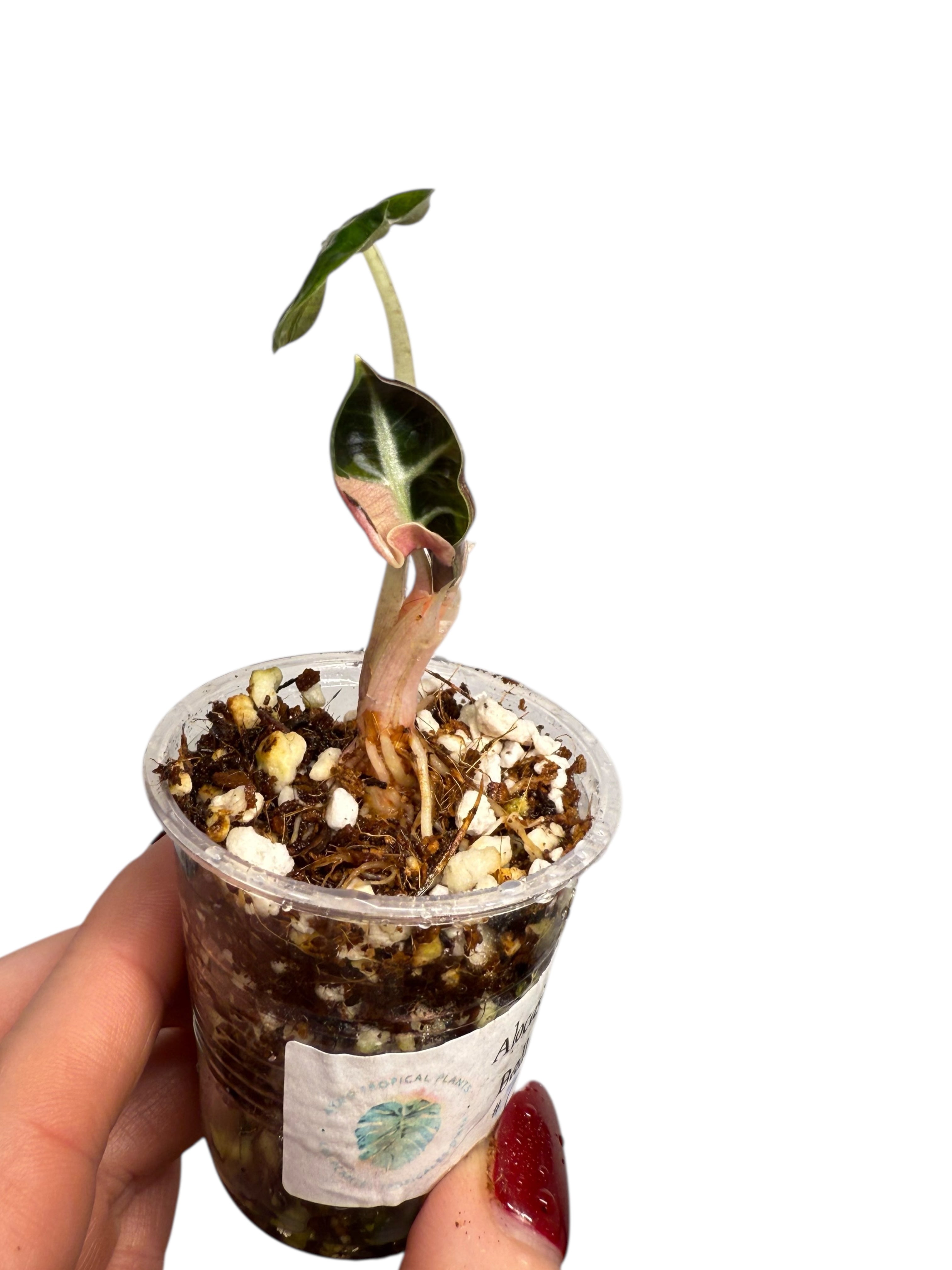 Alocasia Heart Balloon Pink variegated| Rare TC Plant| Aya's Tropical Plants