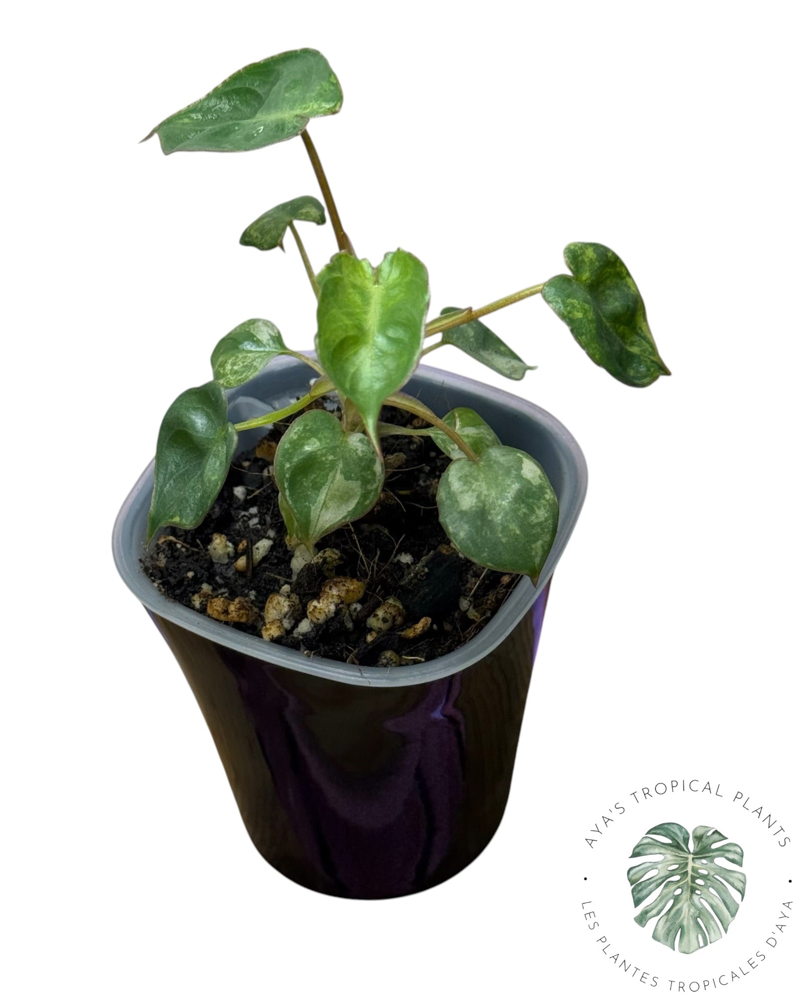 Philodendron Billietiae panaché