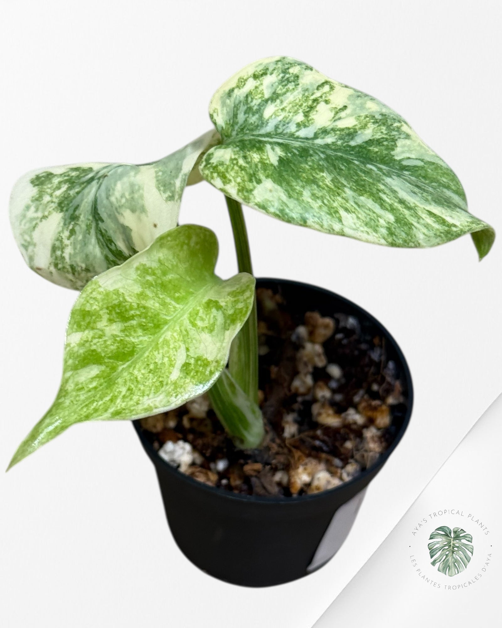 Monstera Legacy ( A grade)