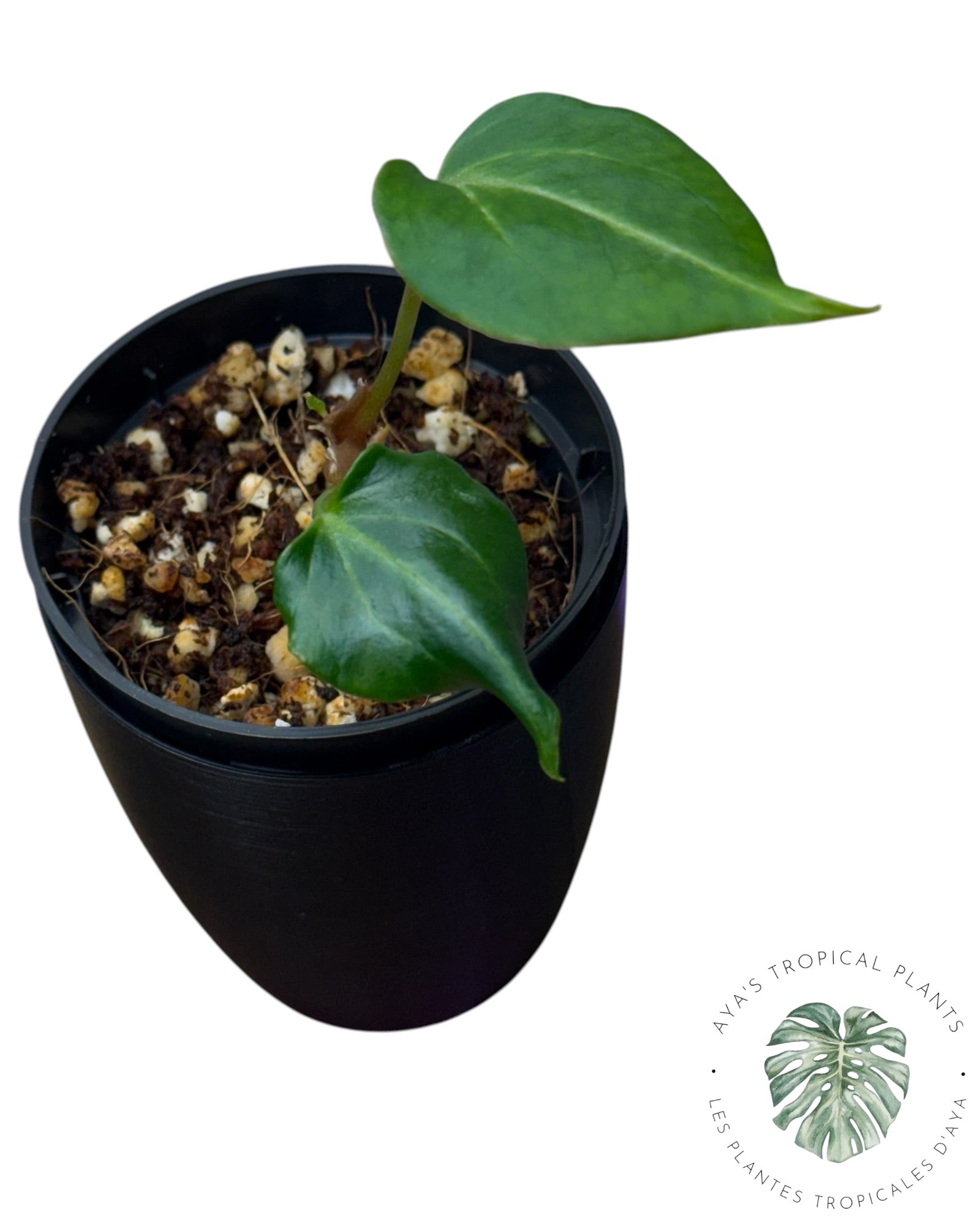 Anthurium Wonderboy X Michelle