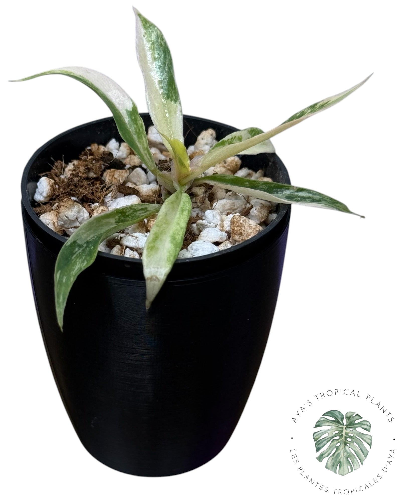 Philodendron Tortum Panaché