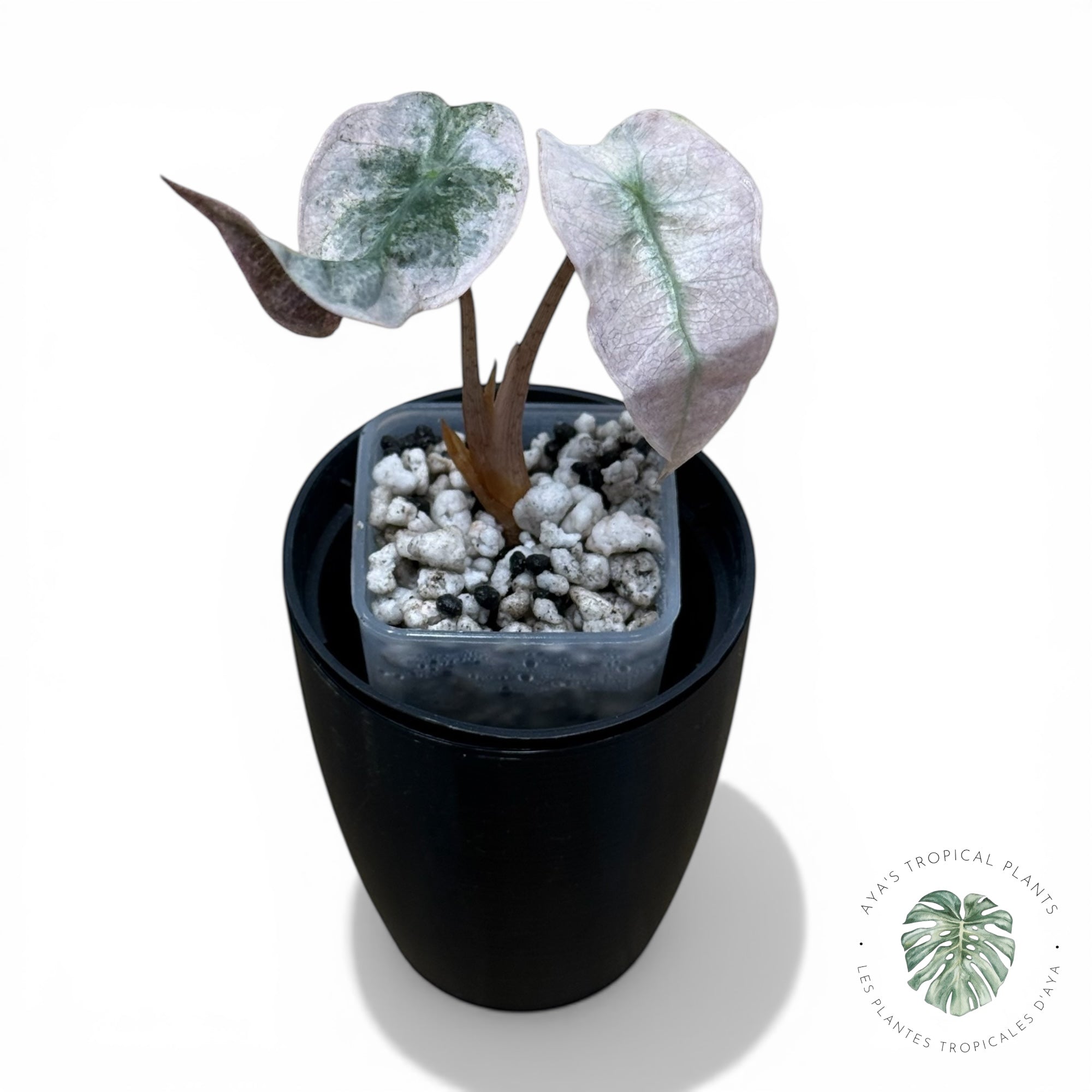 Alocasia polly pink mutation