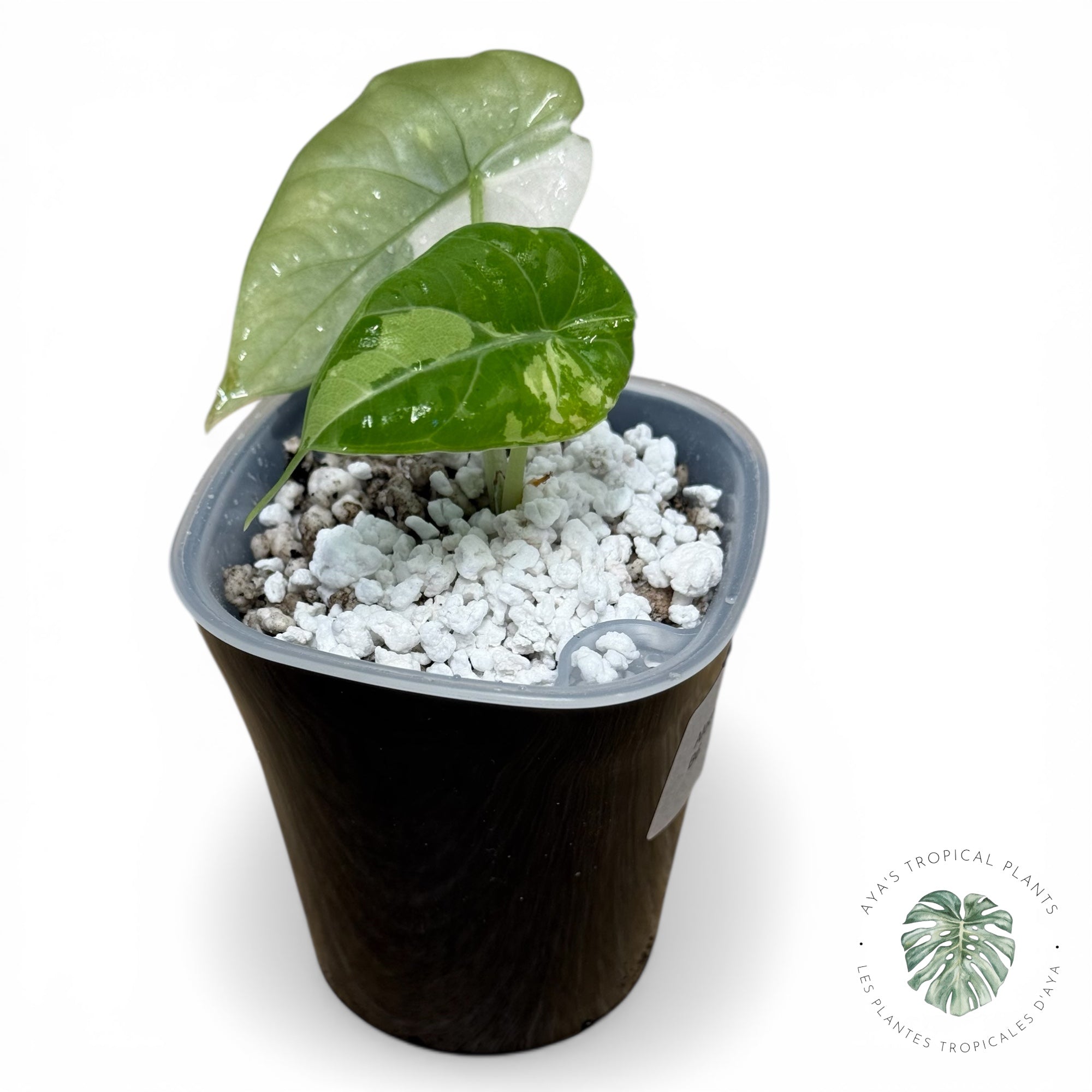 Alocasia Maharani Albo