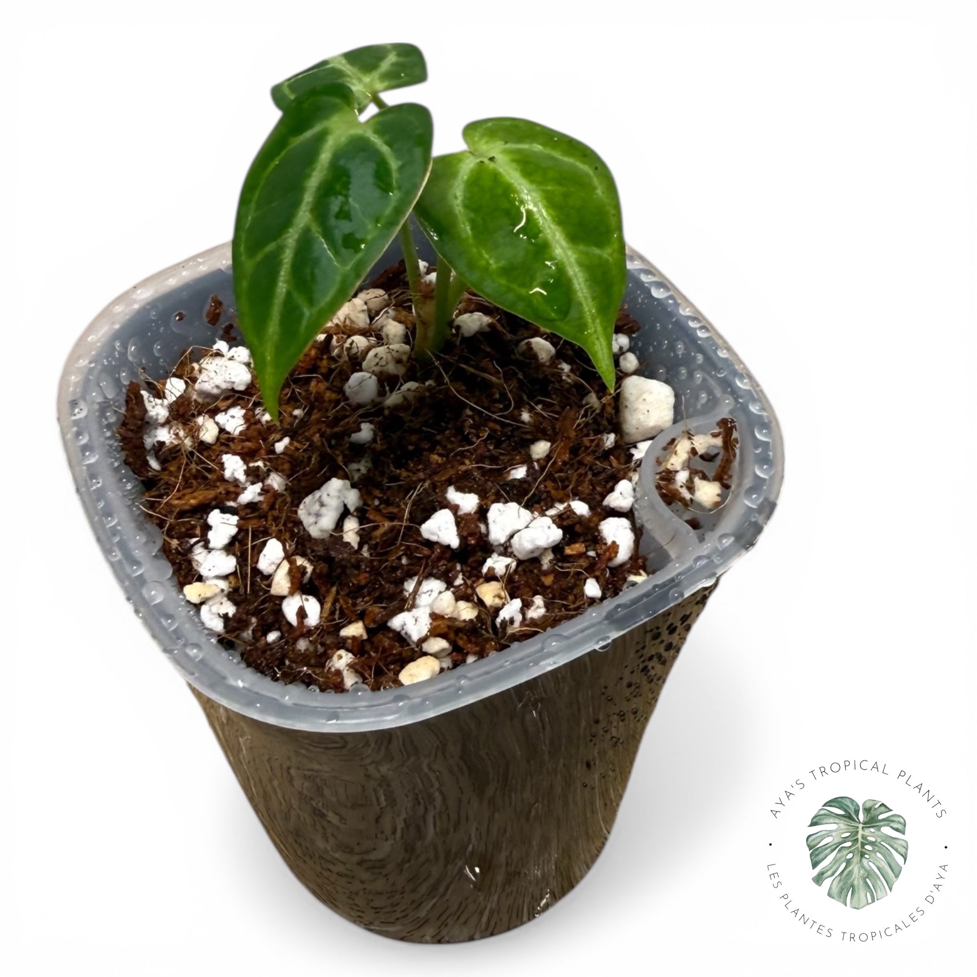 Anthurium Red Crystallinum x Dorayaki