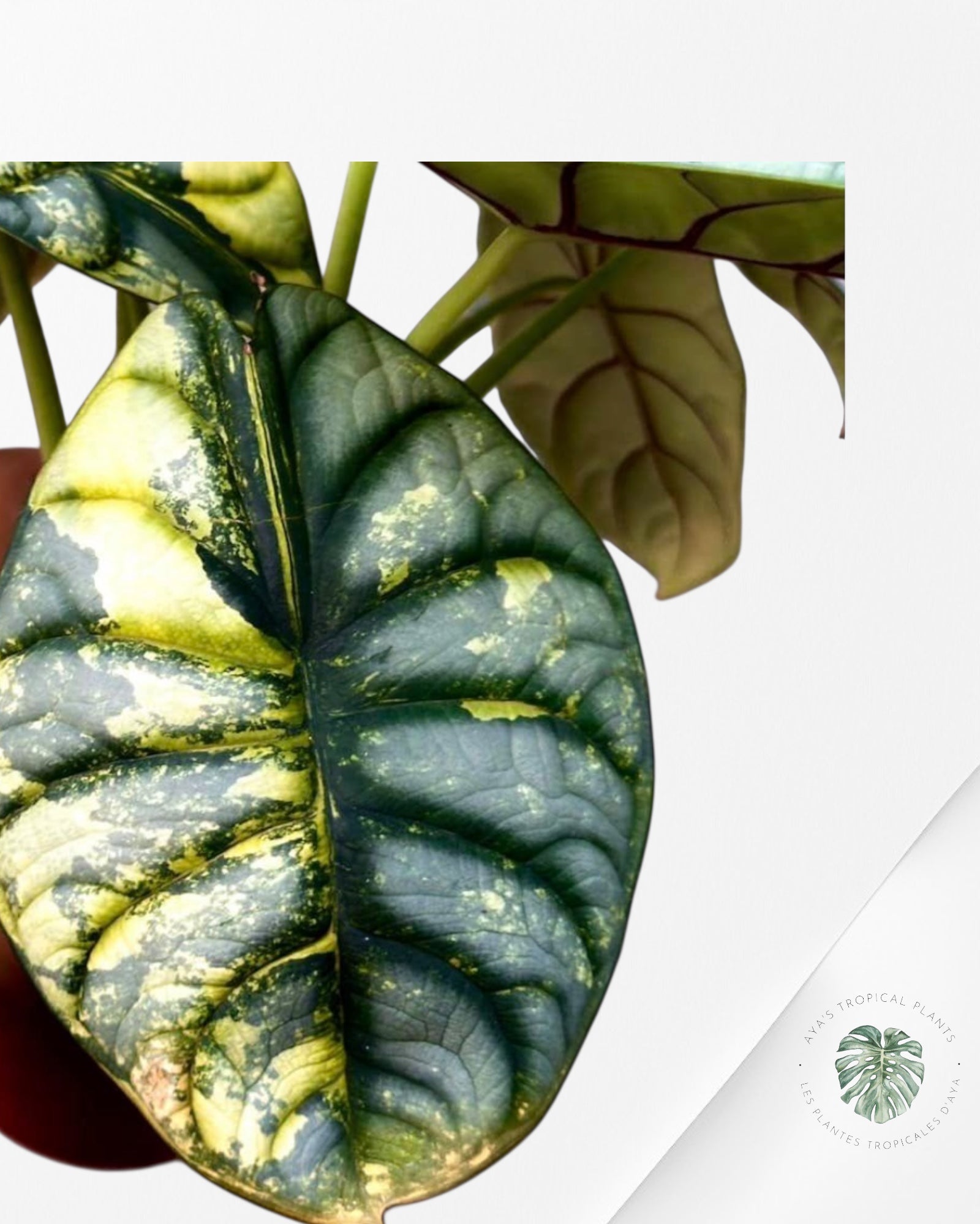 Alocasia Silver Dragon Variegated (Aurea) - TC30