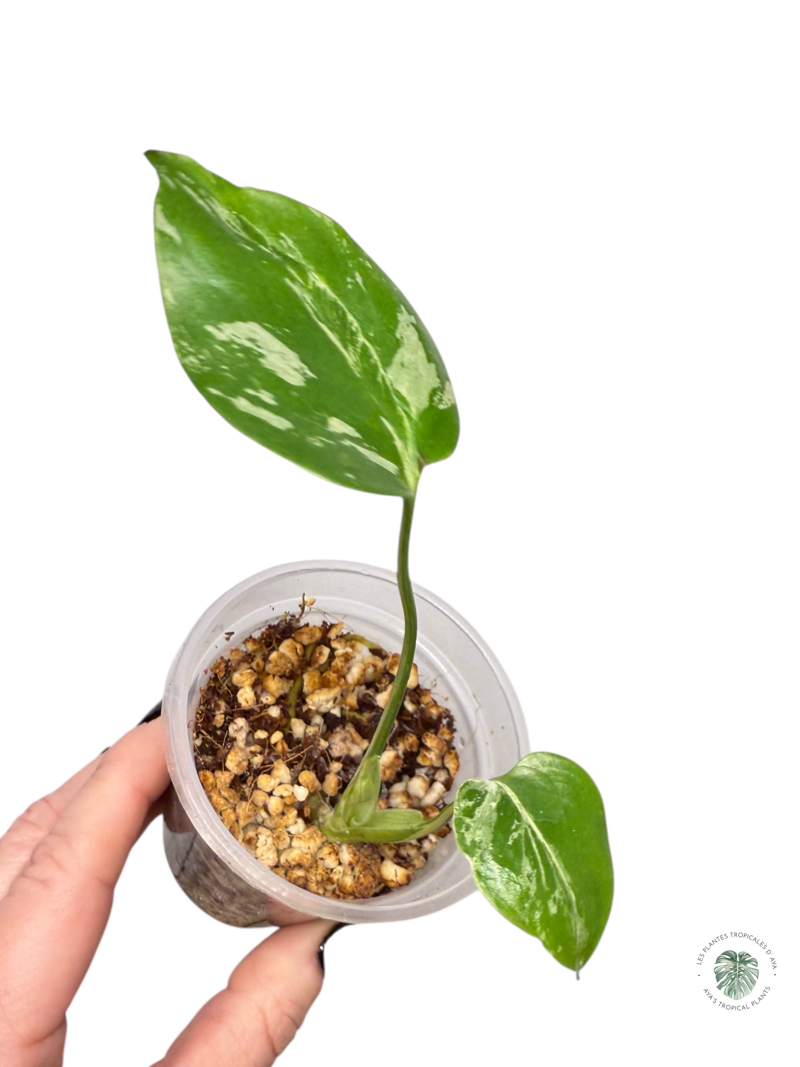 Monstera Deliciosa Bulbasaur | Rare TC Plant| Aya's Tropical Plants