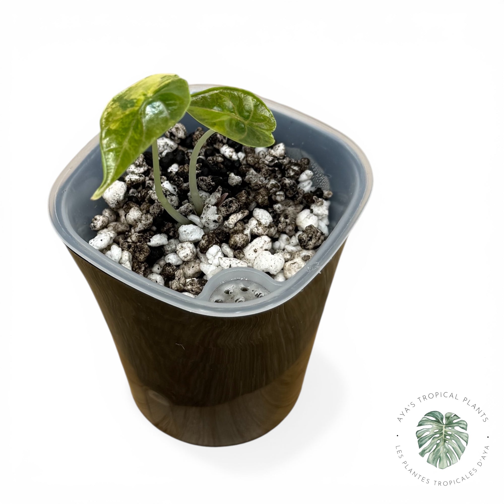 Alocasia Azlanii Aurea Variegated