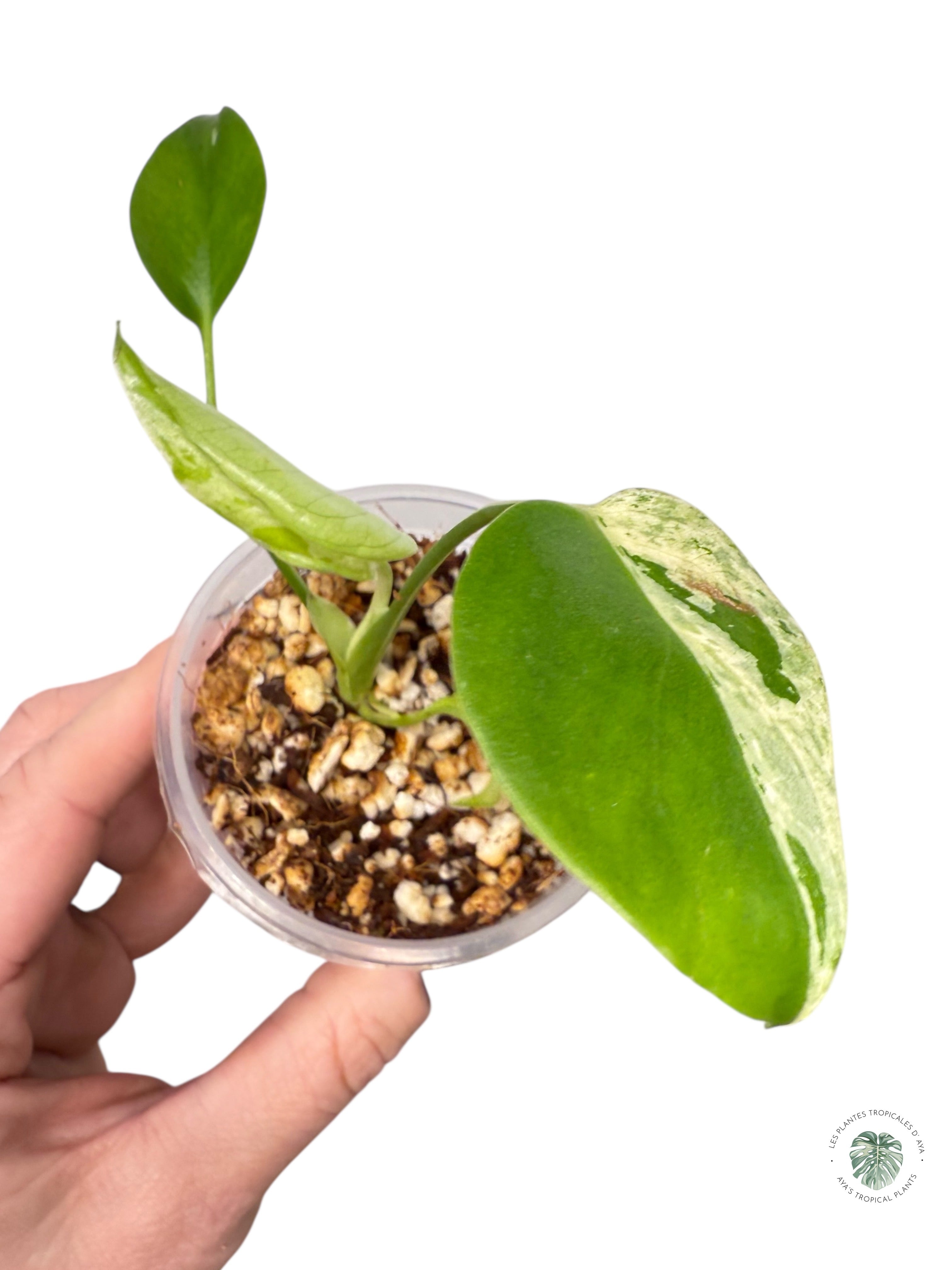 Monstera Deliciosa Bulbasaur | Rare TC Plant| Aya's Tropical Plants