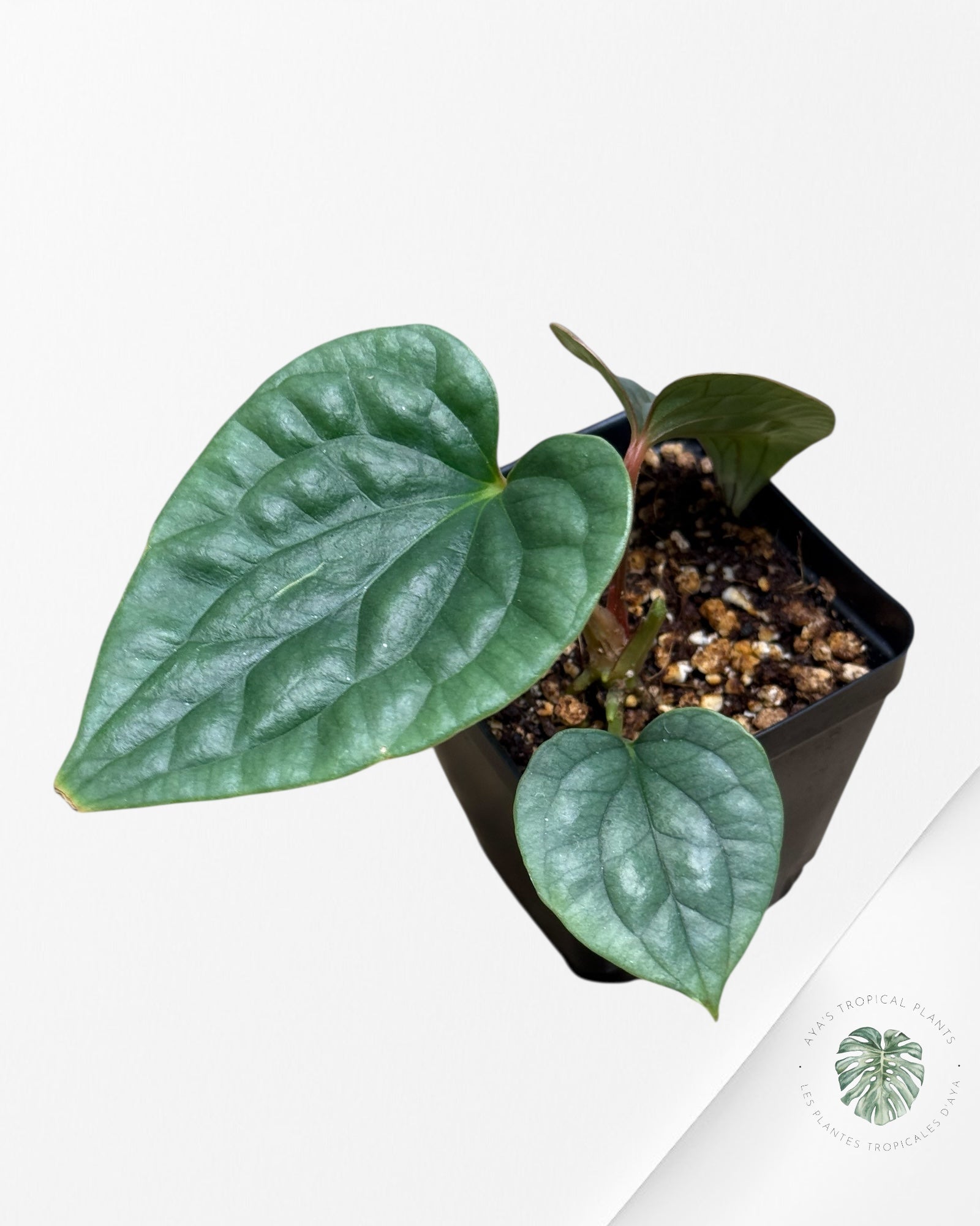 Anthurium luxurians 'Platinum' A
