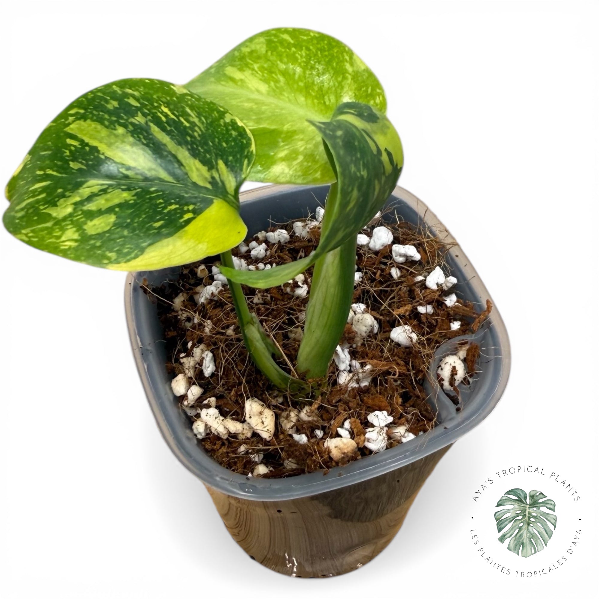 Monstera Deliciosa Electrolyte KING