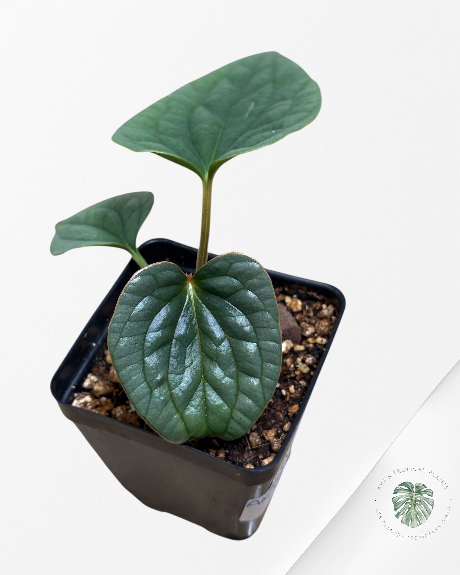 Anthurium luxurians 'Platinum' A