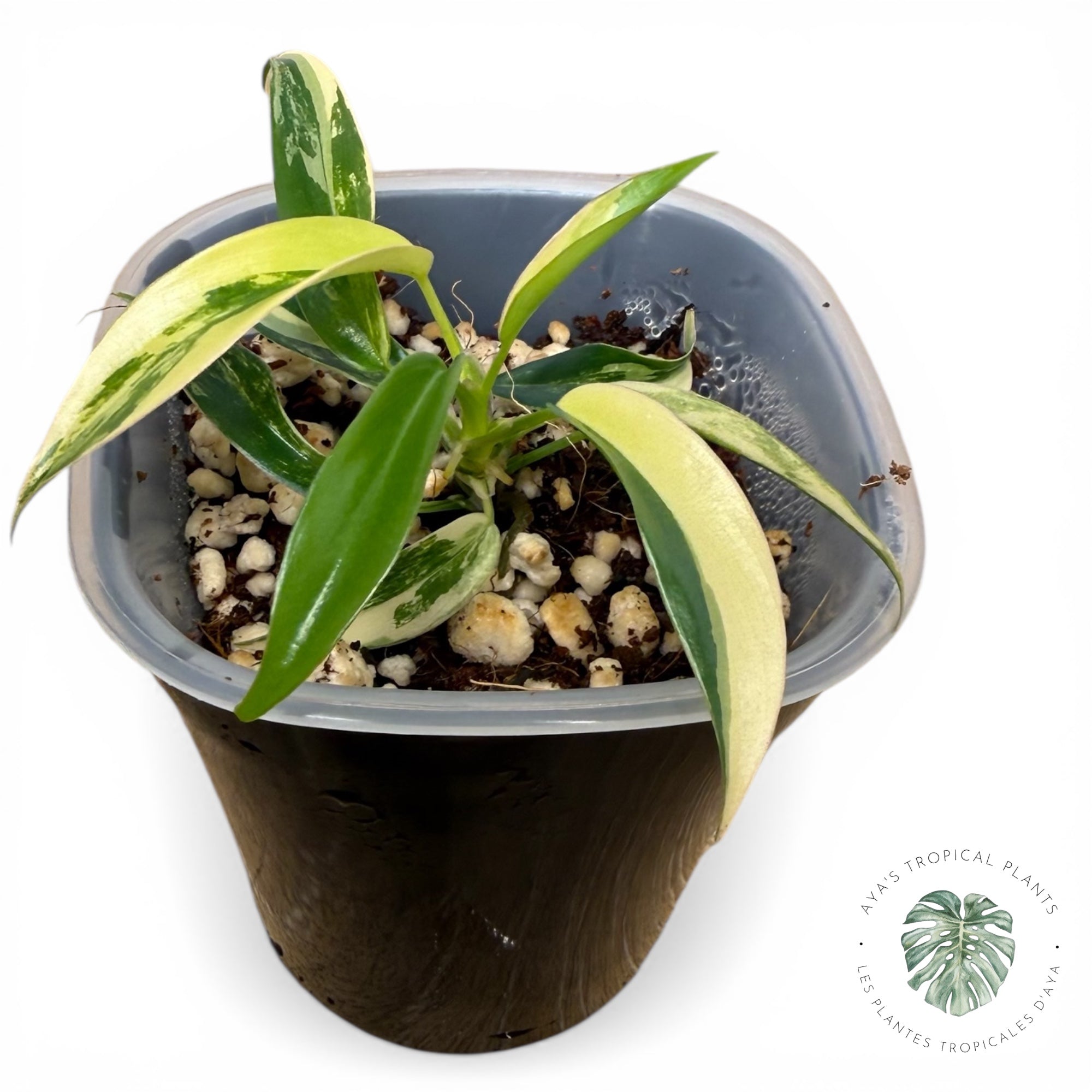 Philodendron Florida Beauty x Tortum