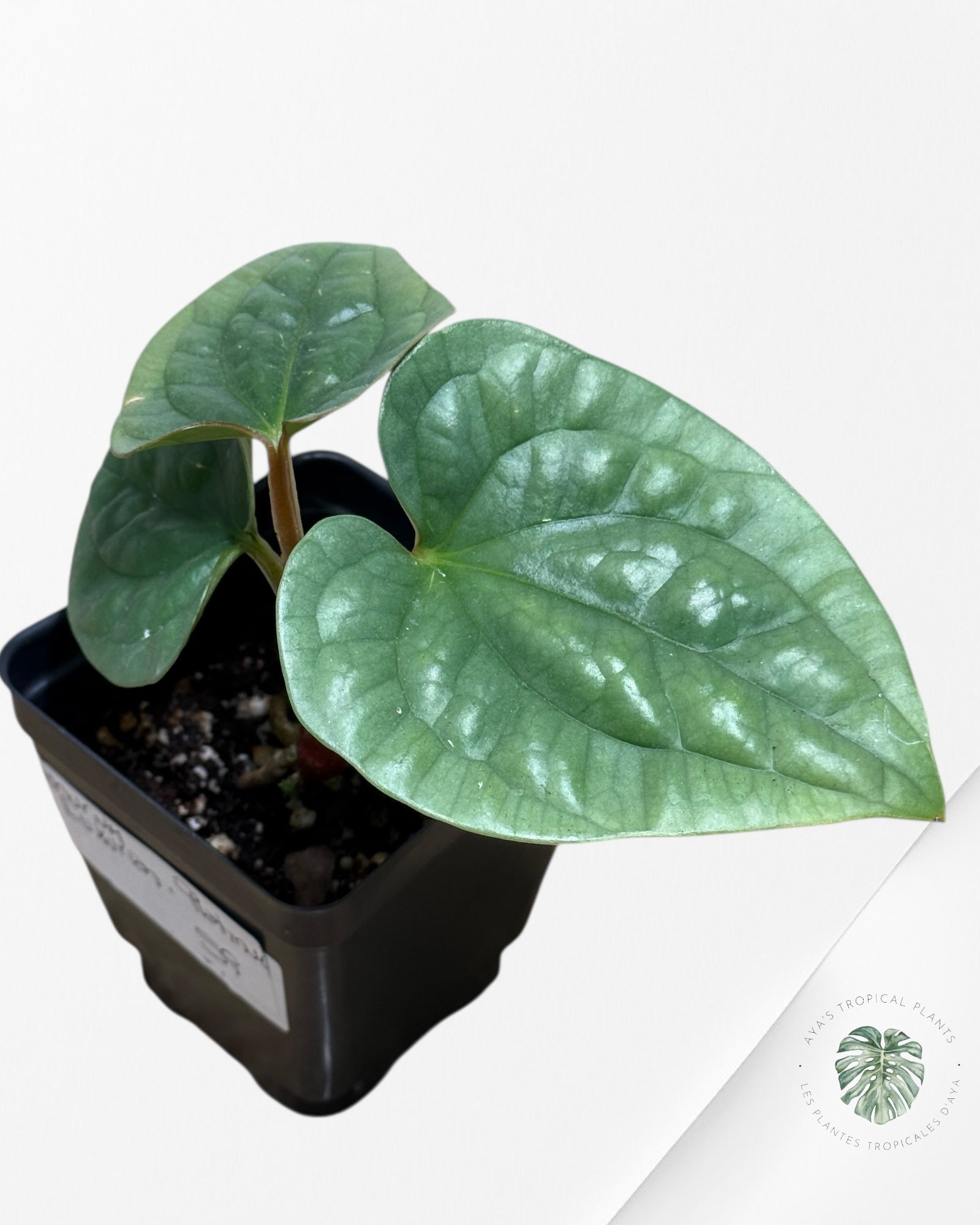 Anthurium luxurians 'Platinum' 13