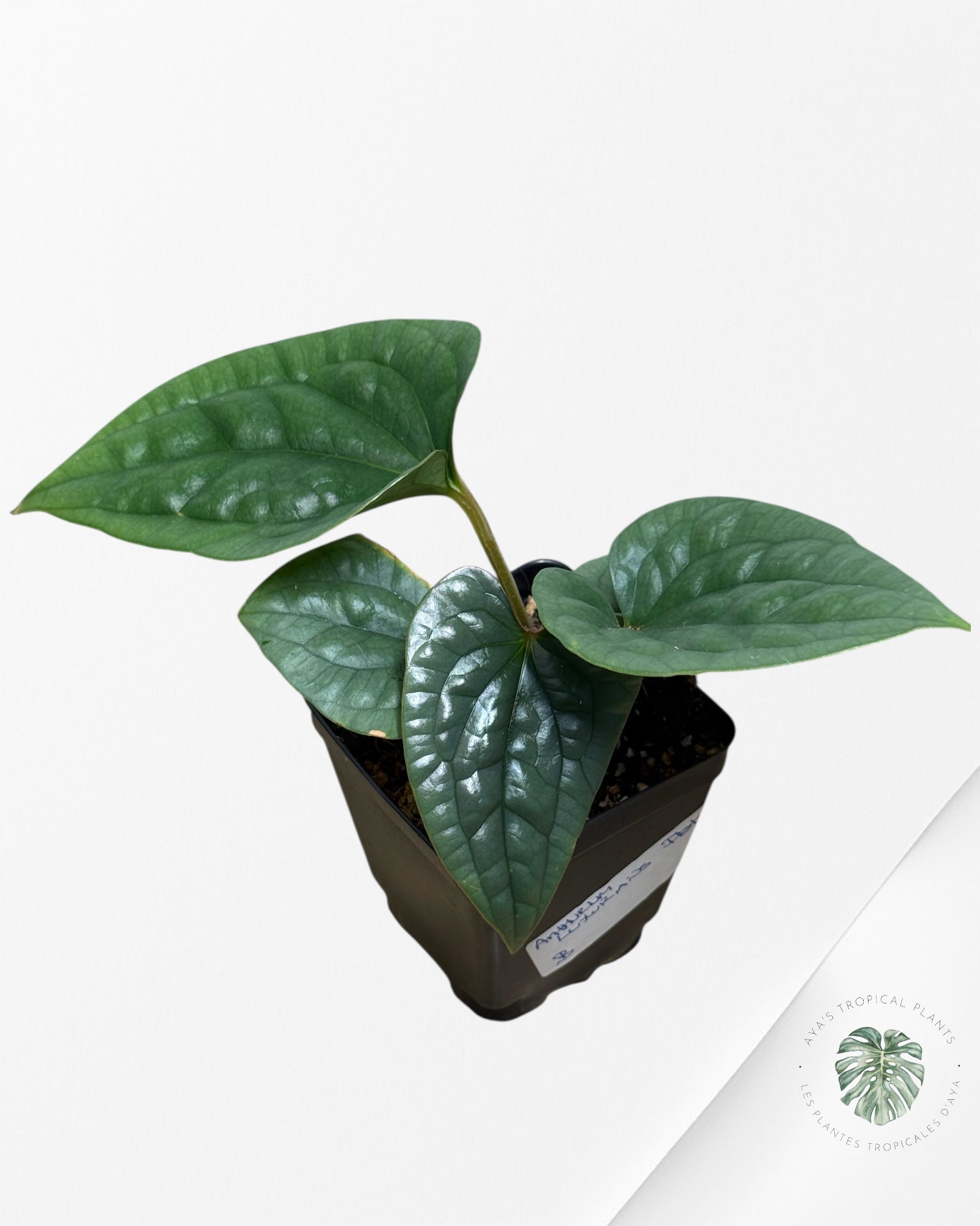 Anthurium luxurians 'Platinum' B