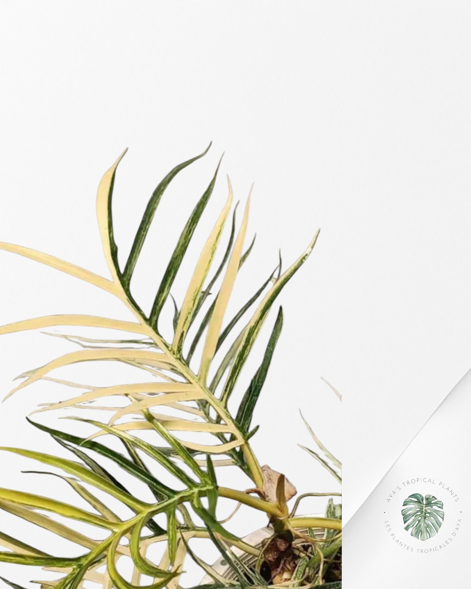Philodendron Tortum Variegated - TC1