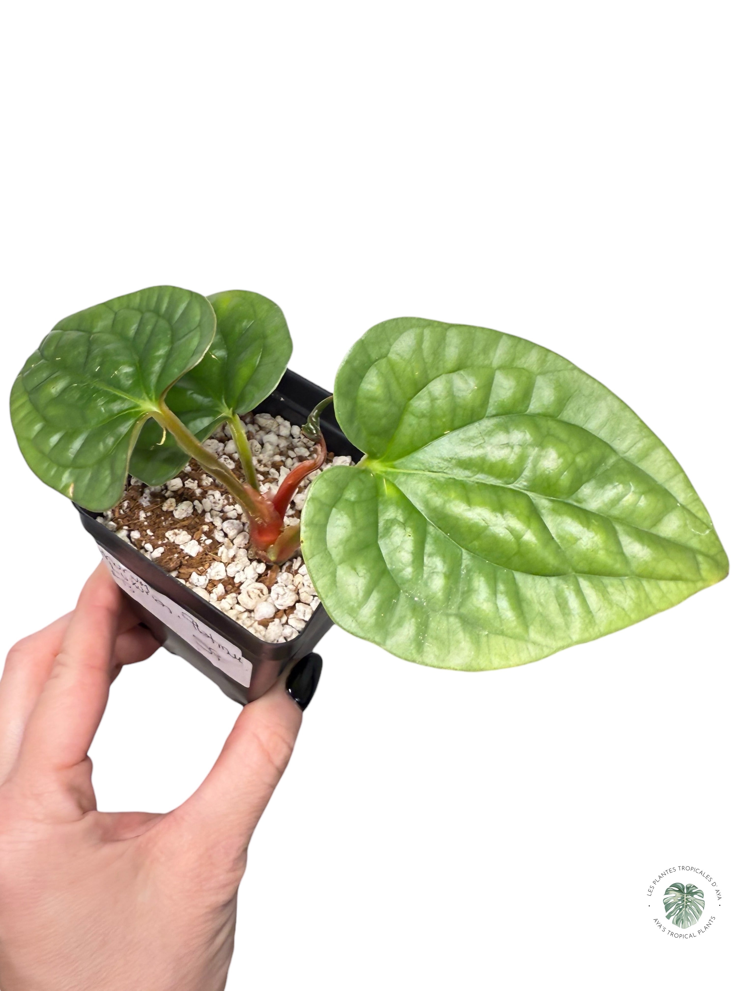 Anthurium luxurians 'Platinum' | Aracée rare | Plantes tropicales d'Aya