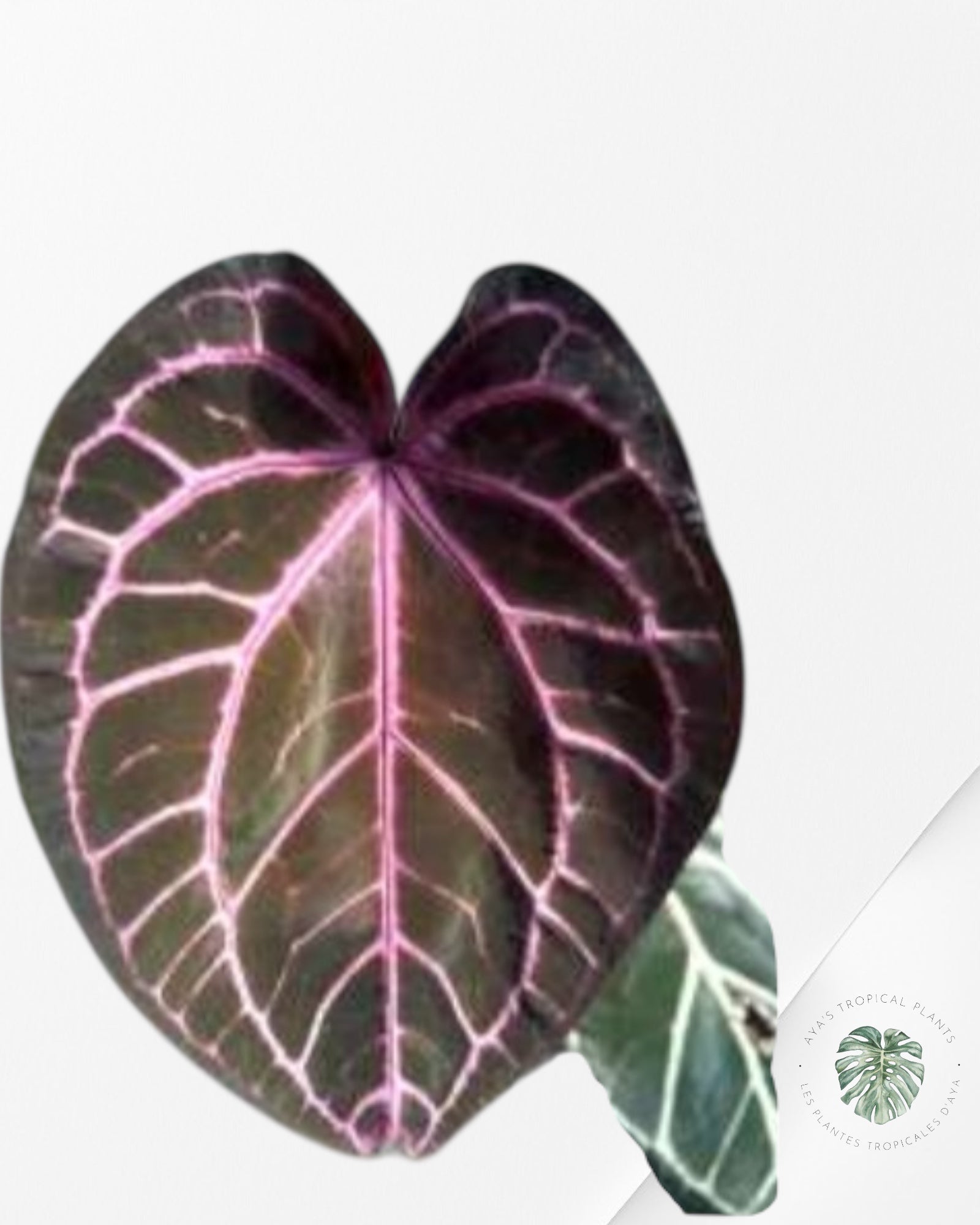 Anthurium Purple Crystallinum - TC0