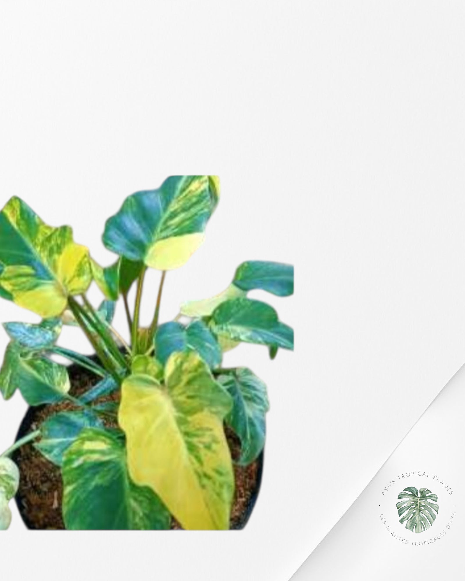 Philodendron Xanadu panaché - TC6