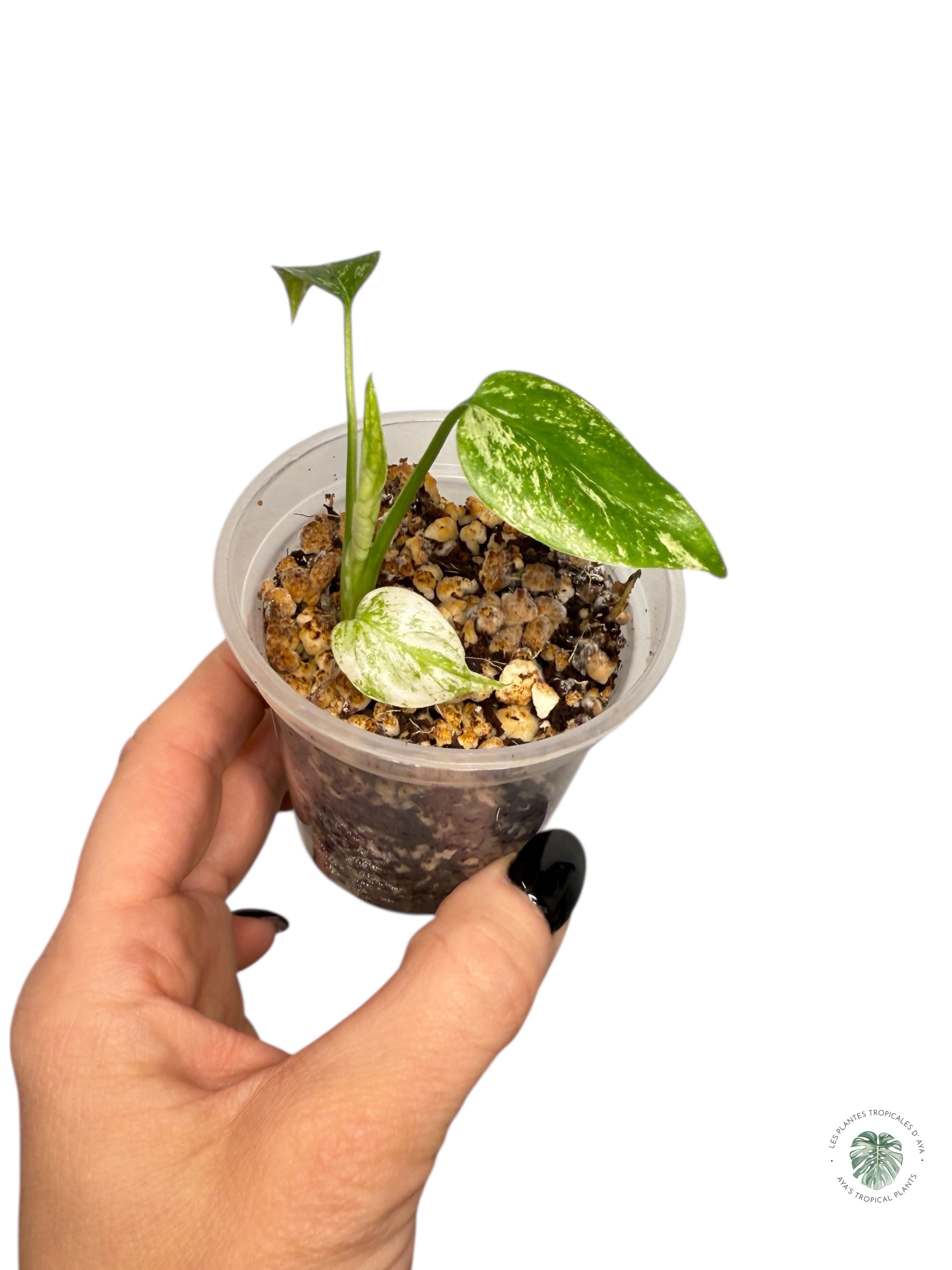 Monstera Mint| Rare TC Plant | Aya's Tropical Plants