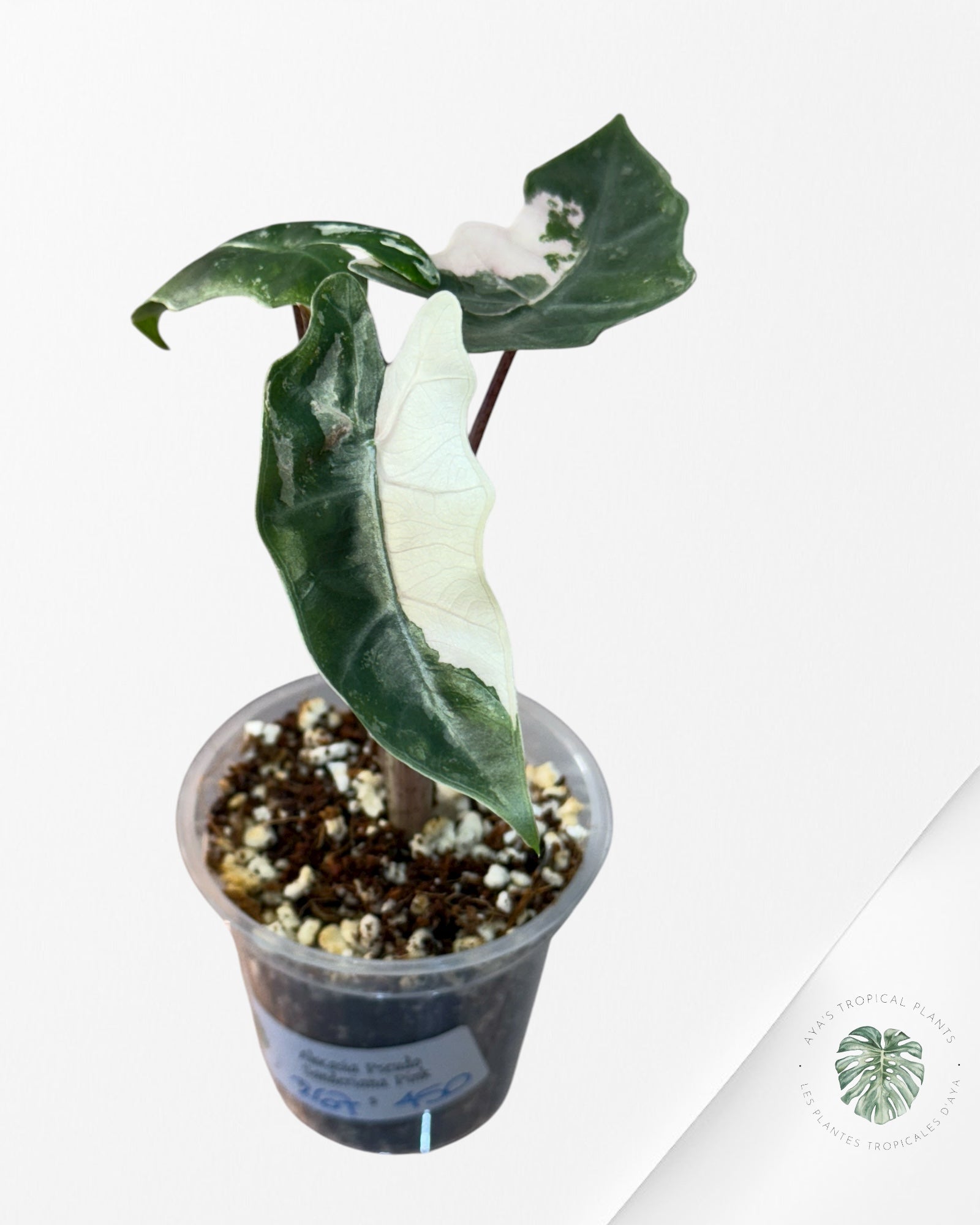 Alocasia Pseudo Sanderiana Albo/Pink - 267