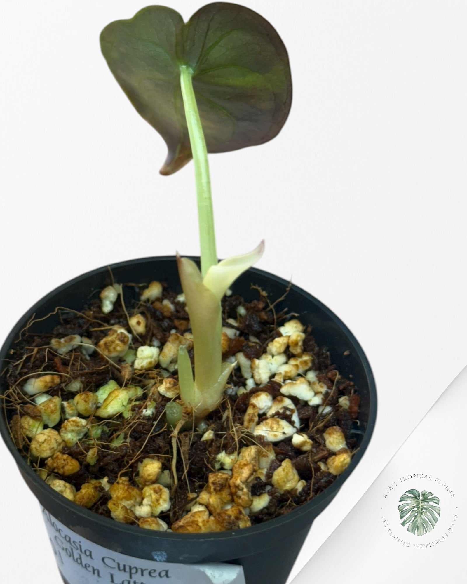 Alocasia Cuprea Golden Latte - 01