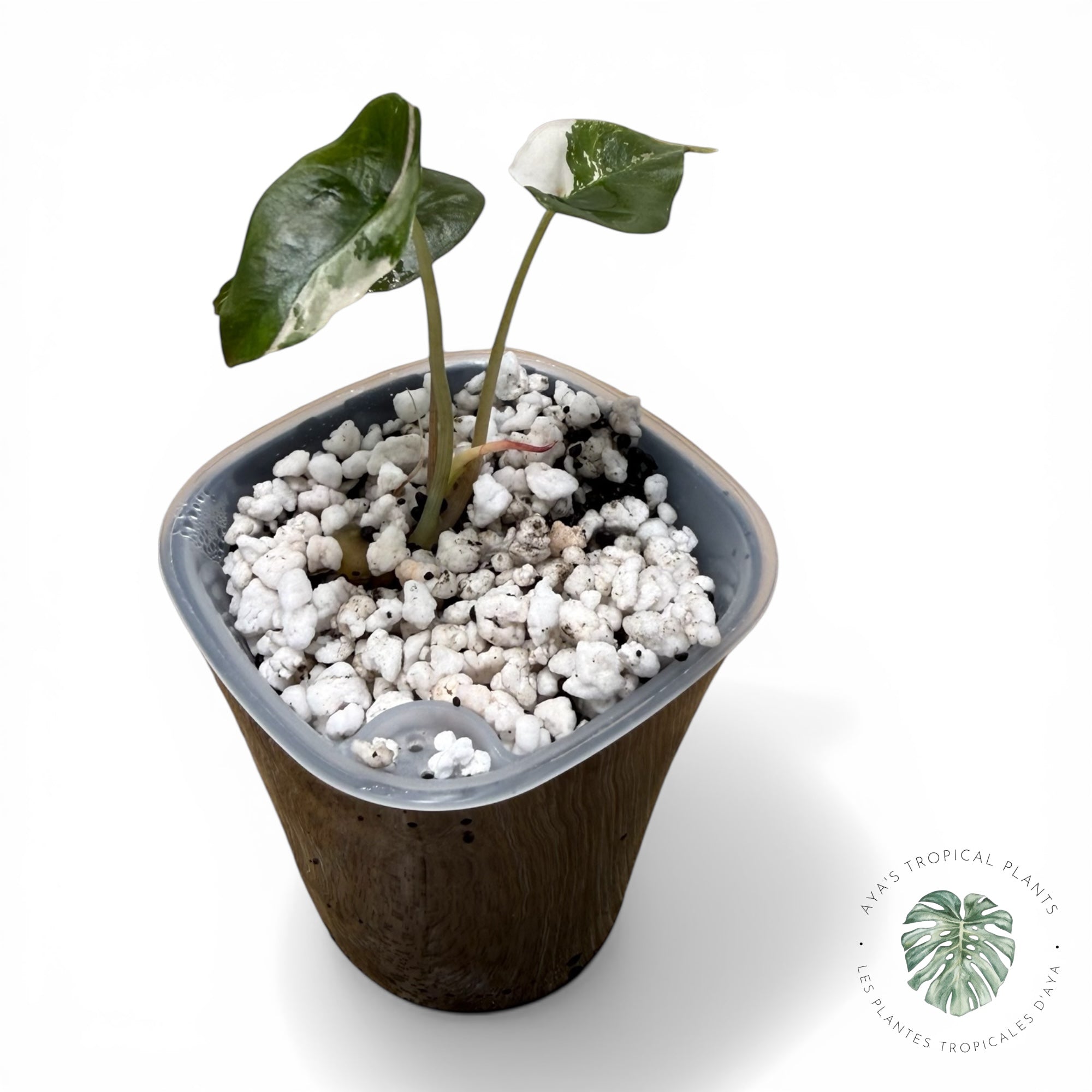 Alocasia Chantrieri Pink Variegated