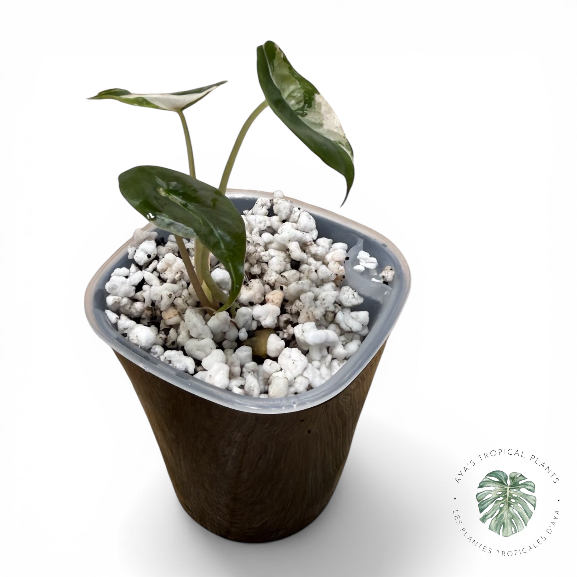 Alocasia Chantrieri Pink Variegated