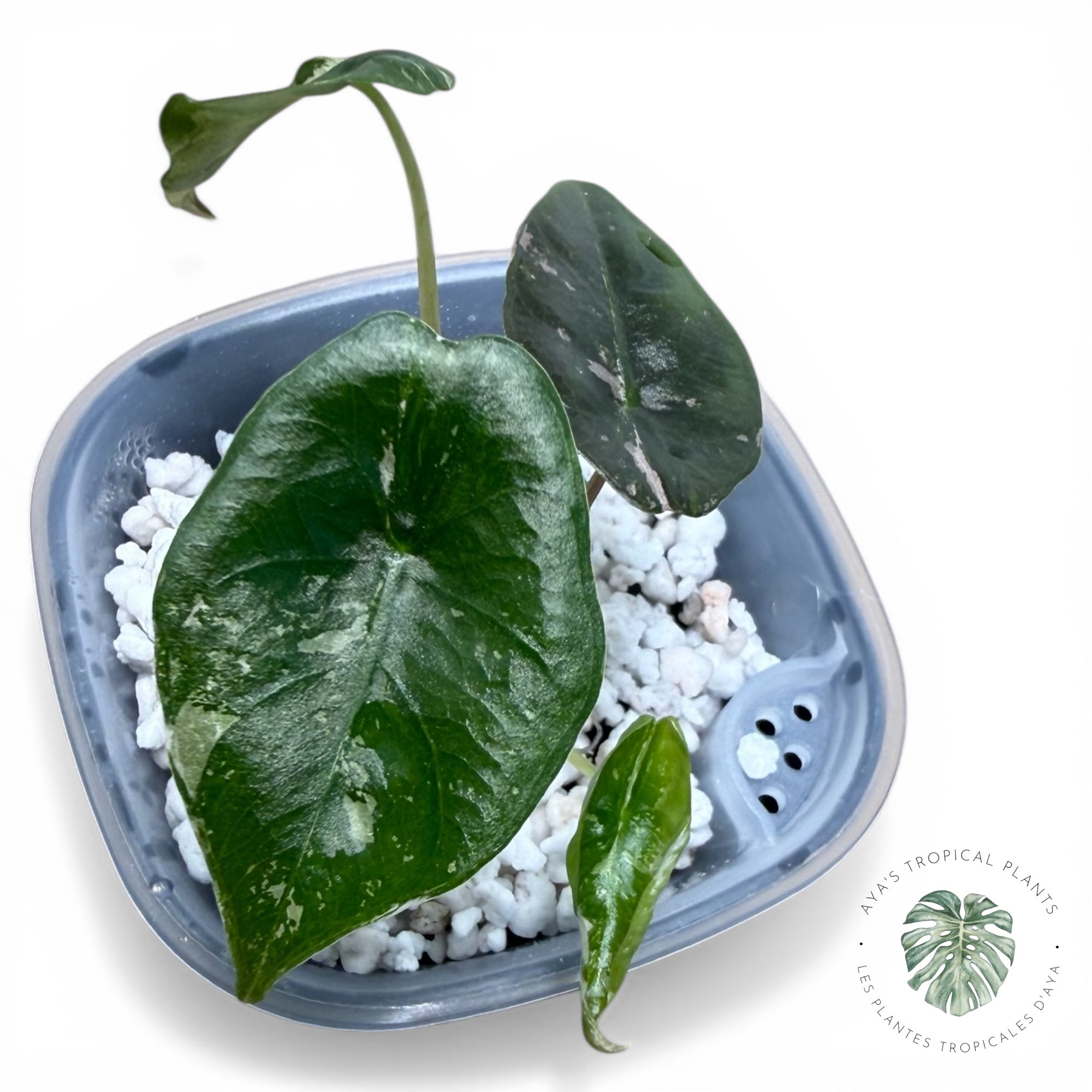 Alocasia Chantrieri Pink Variegated