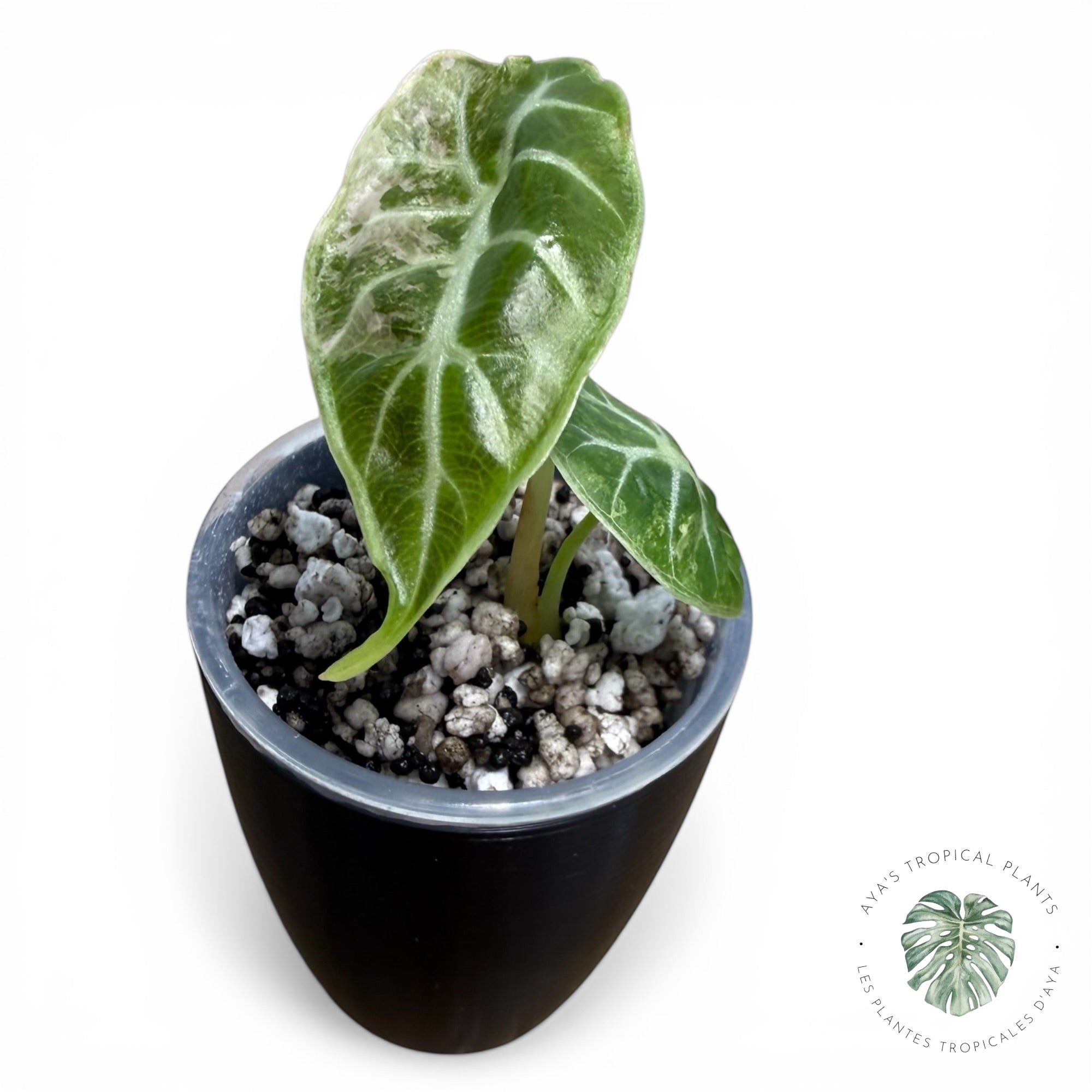 Alocasia Watsoniana Doff. Pink Variegated