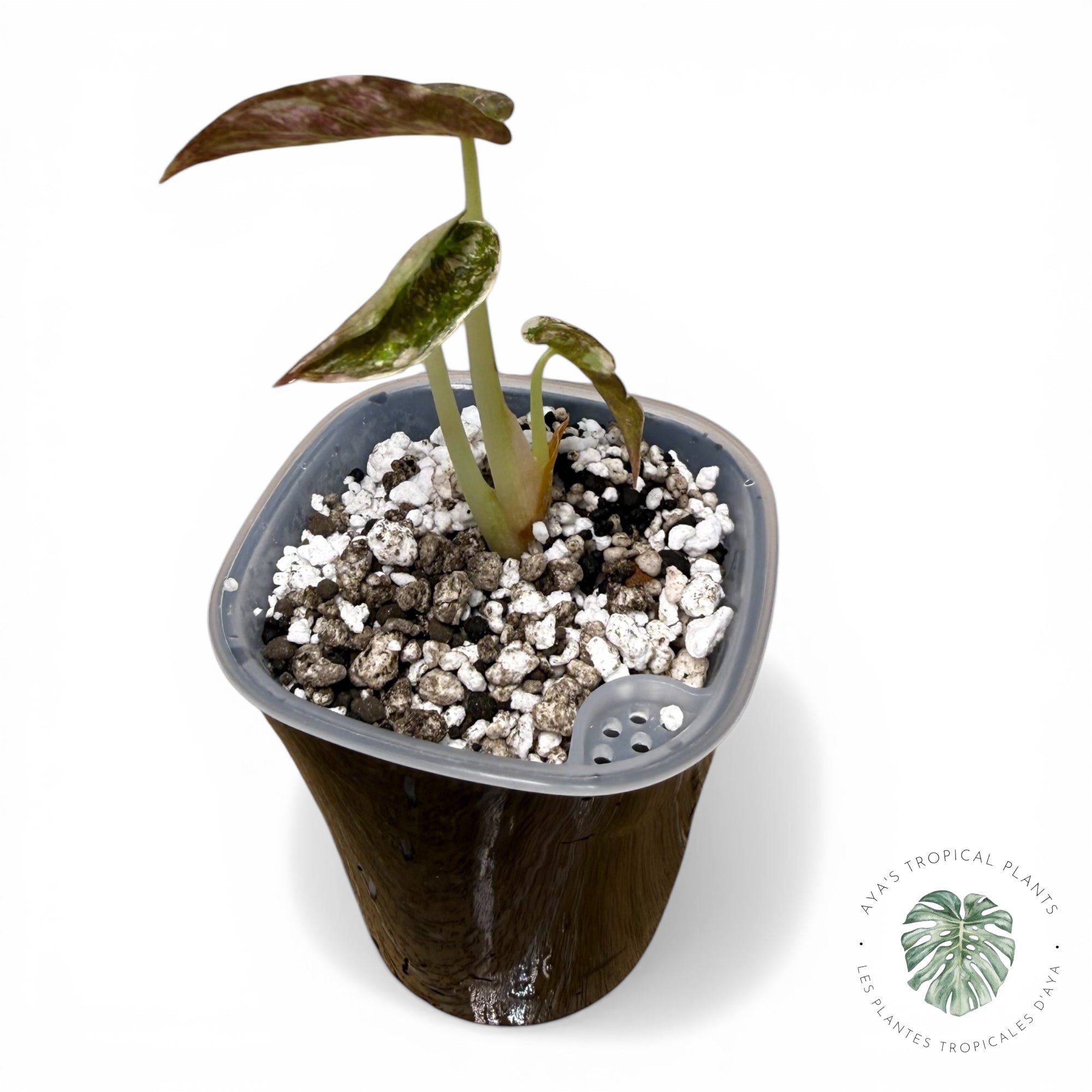 Alocasia Cuprea Pink Albo Variegated